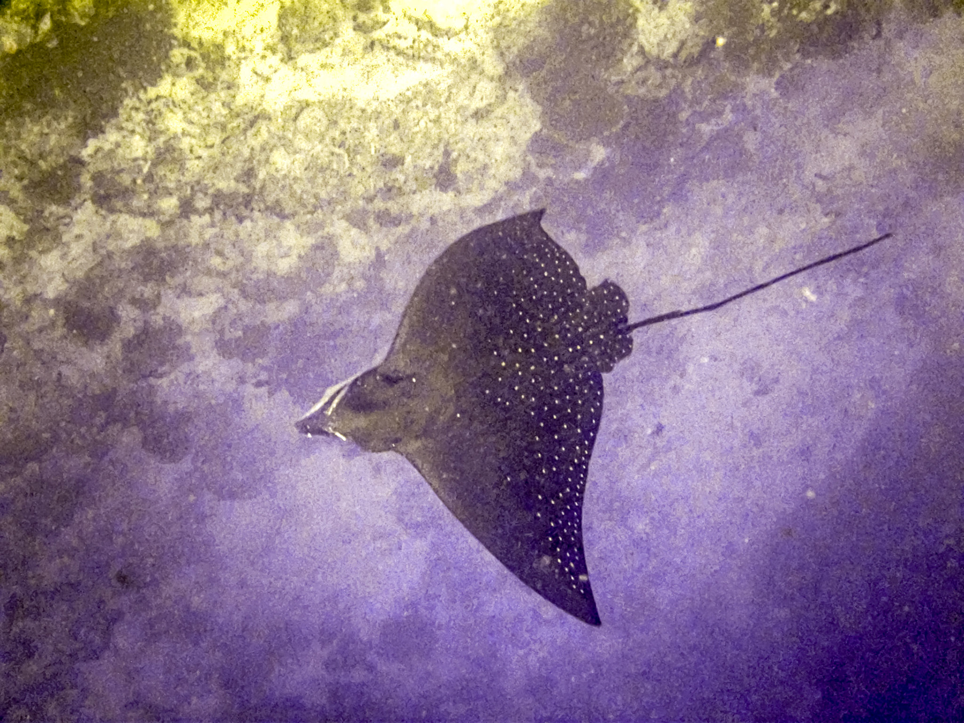 Eagle Ray