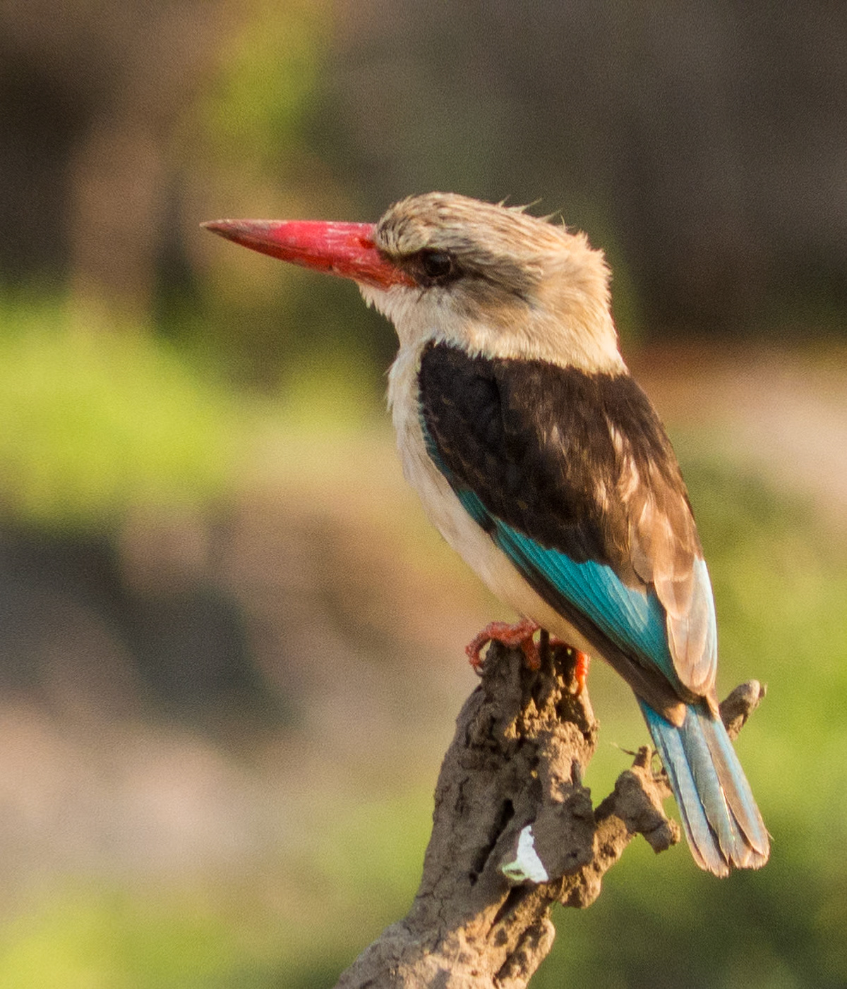 Grey Hooded Kingfisher