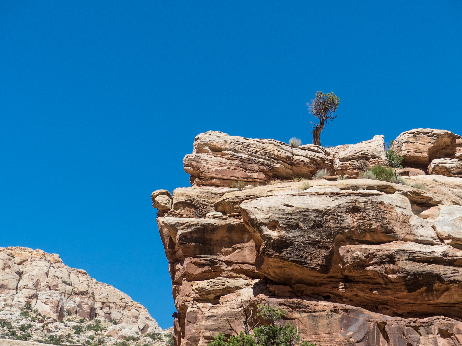 The Lonesome Pine? - Grand Wash - Capitol Reef