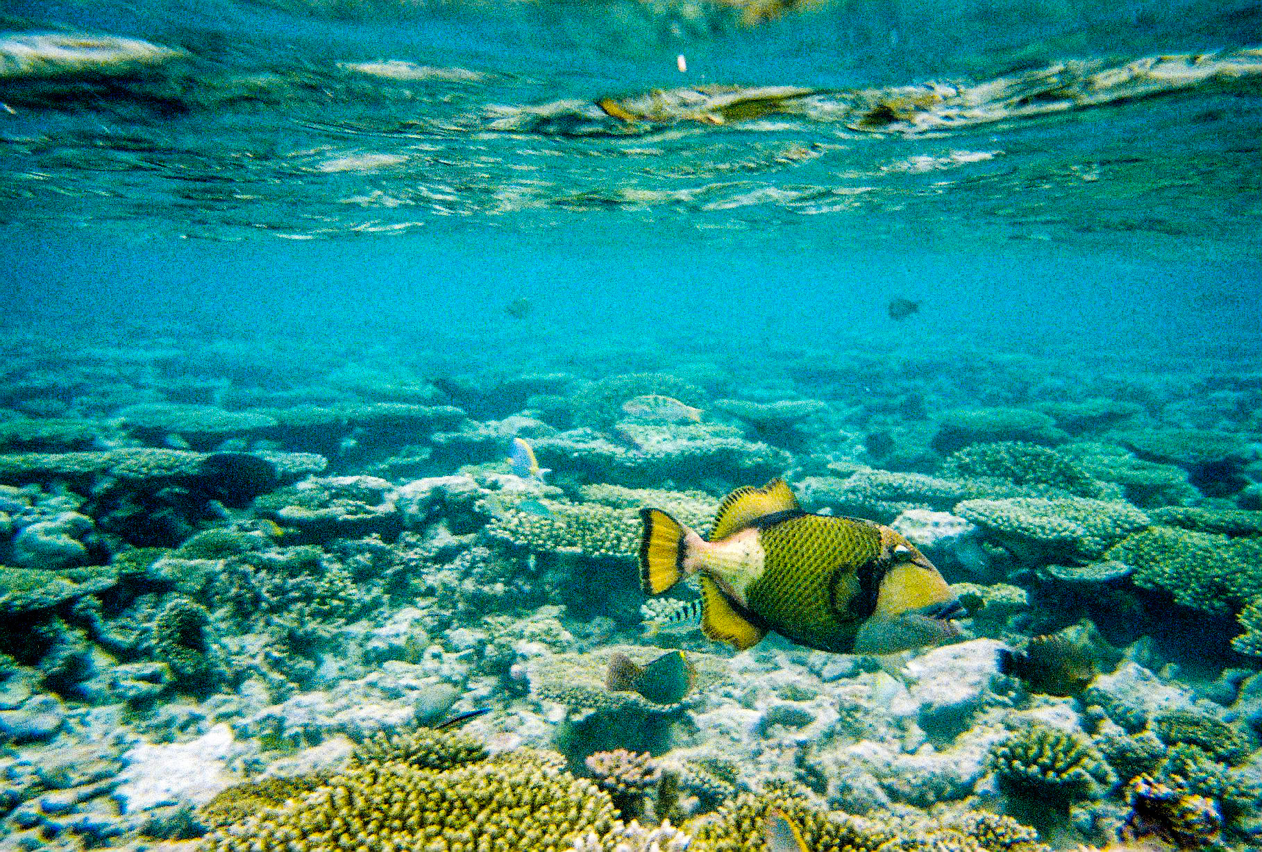 Titan Trigger Fish