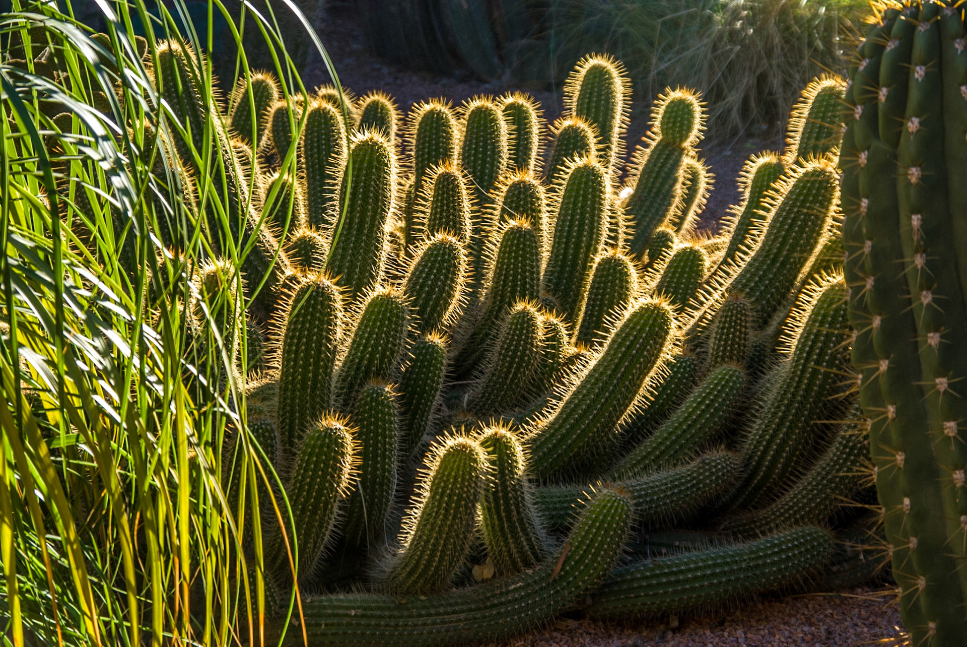 Torch Cactus, Marrakech