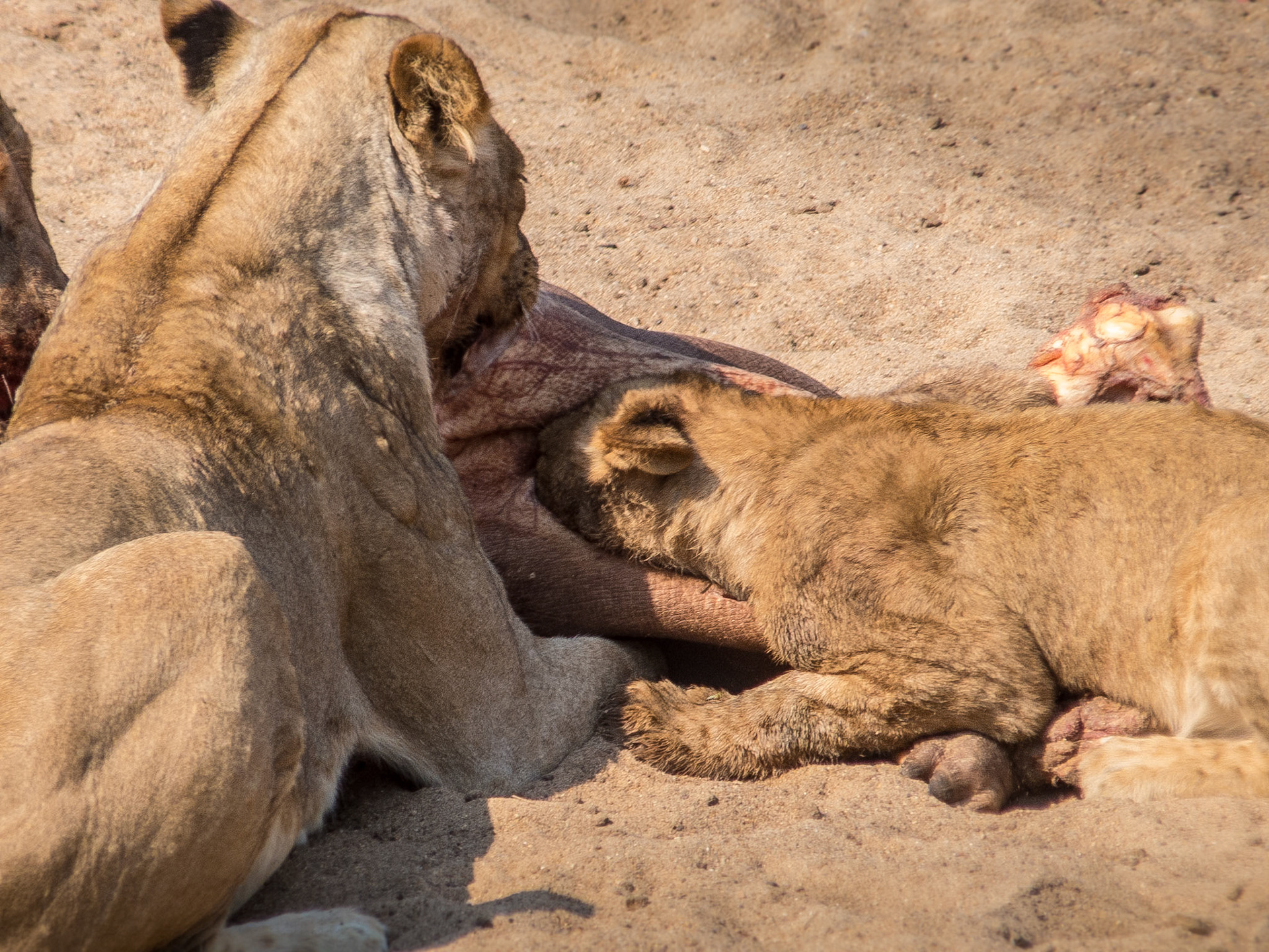 Mother and Son Feeding