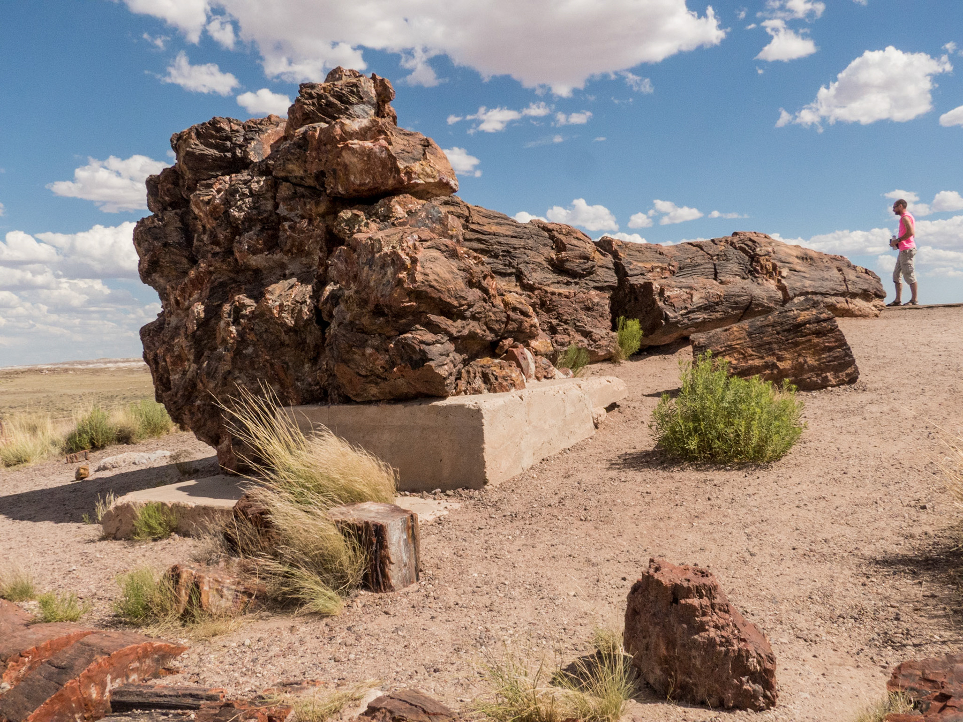 Painted Desert NP - Petrified Log