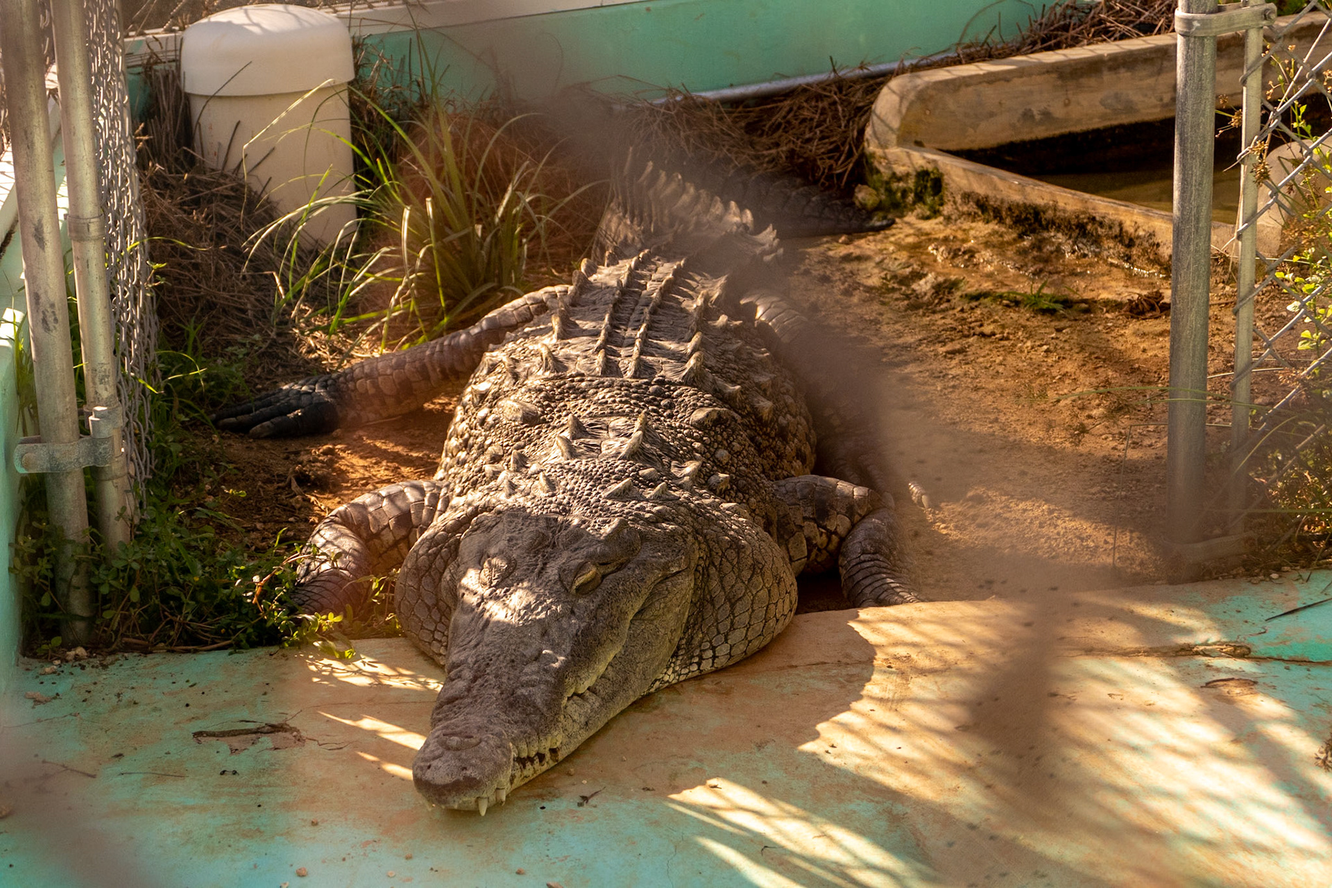 American Crocodile (in captivity because it’s against the law to release non-native species into the wild (Grand Cayman has no native g