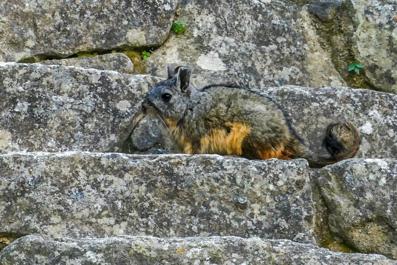 Mountain ViscachaAlthough it looks like a rabbit it is actually a member of the  Chinchllidae family