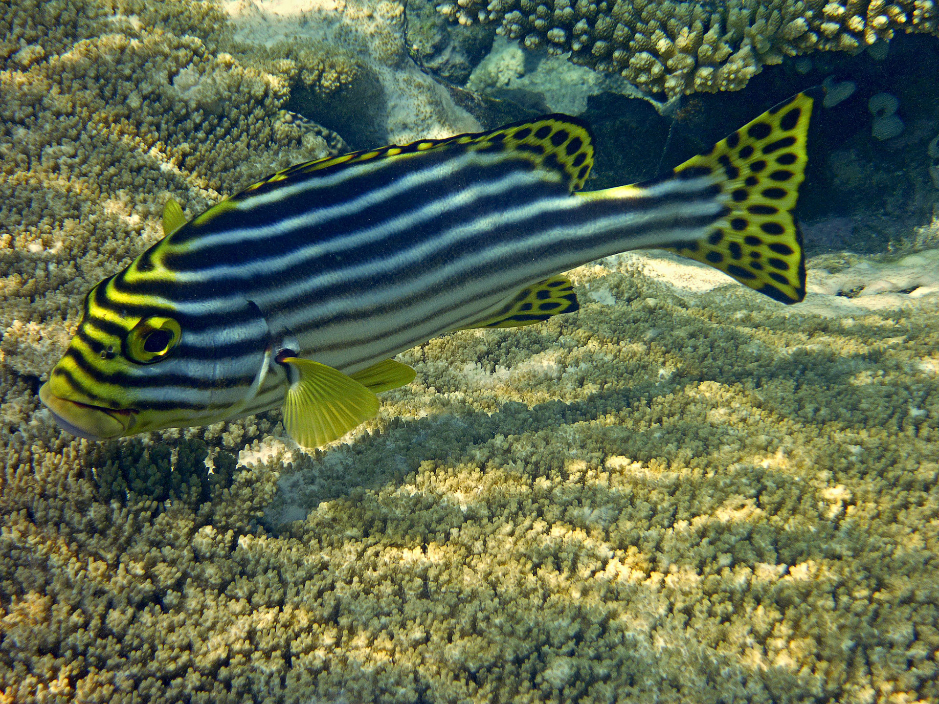 Oriental Sweetlips