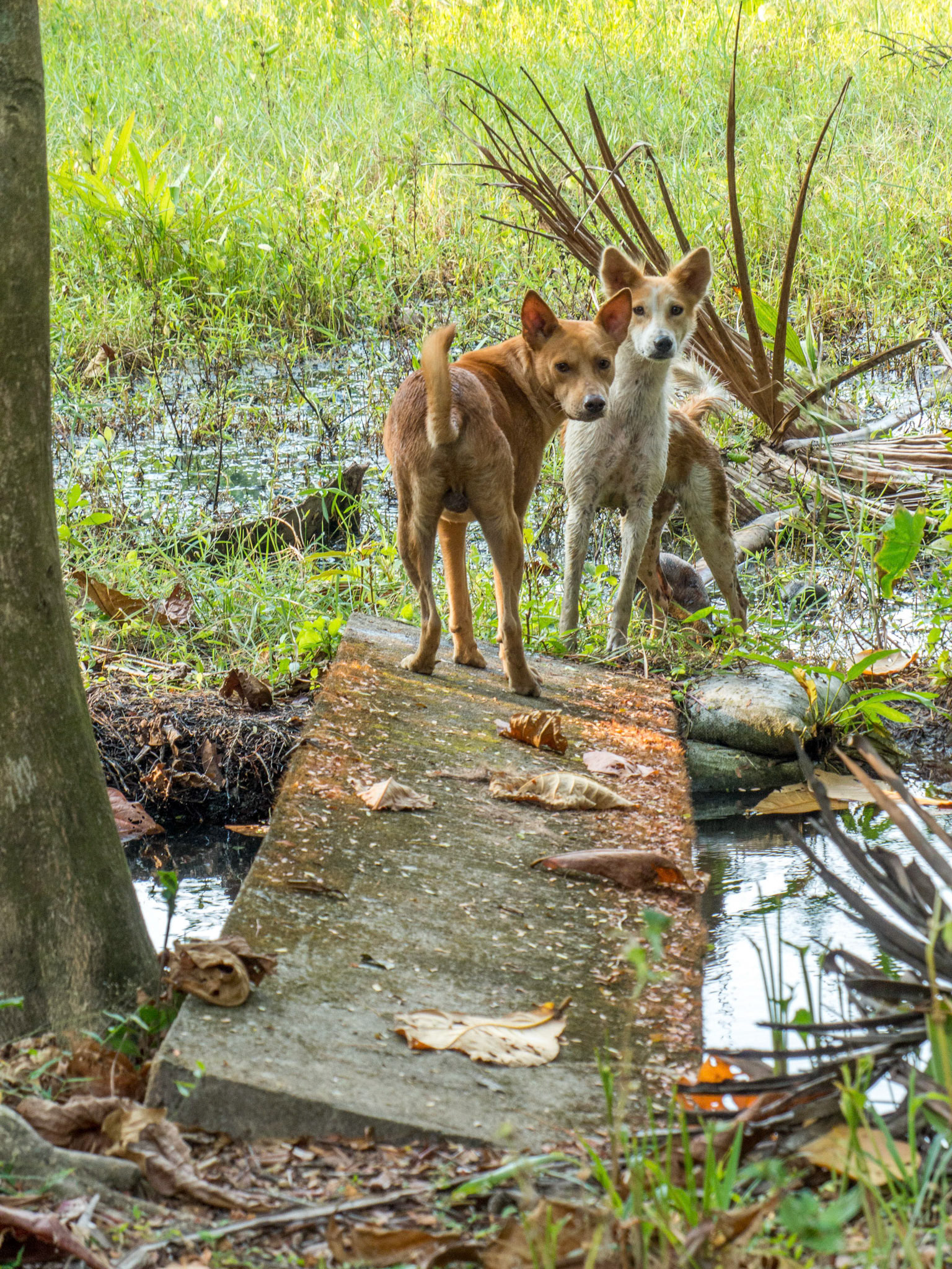 Local 'not so' wild life