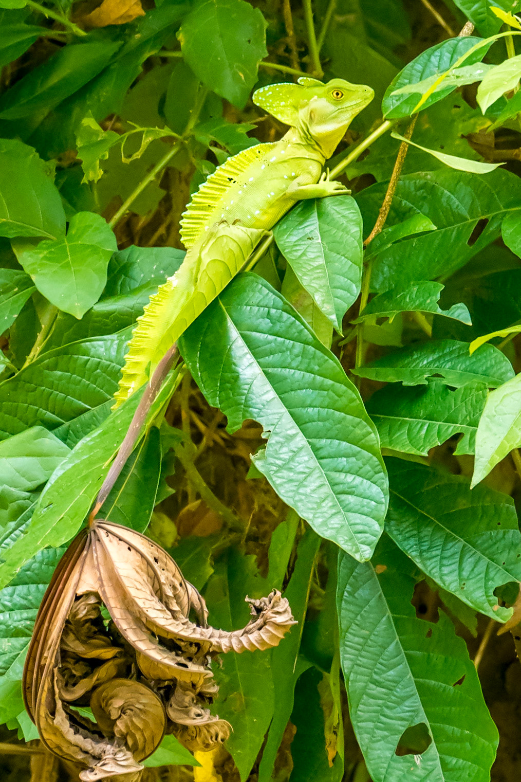Named for its ability to walk on water (-really.)