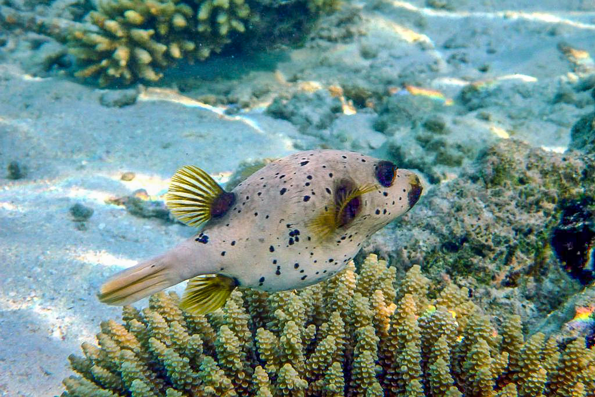 Black Spotted Puffer Fish