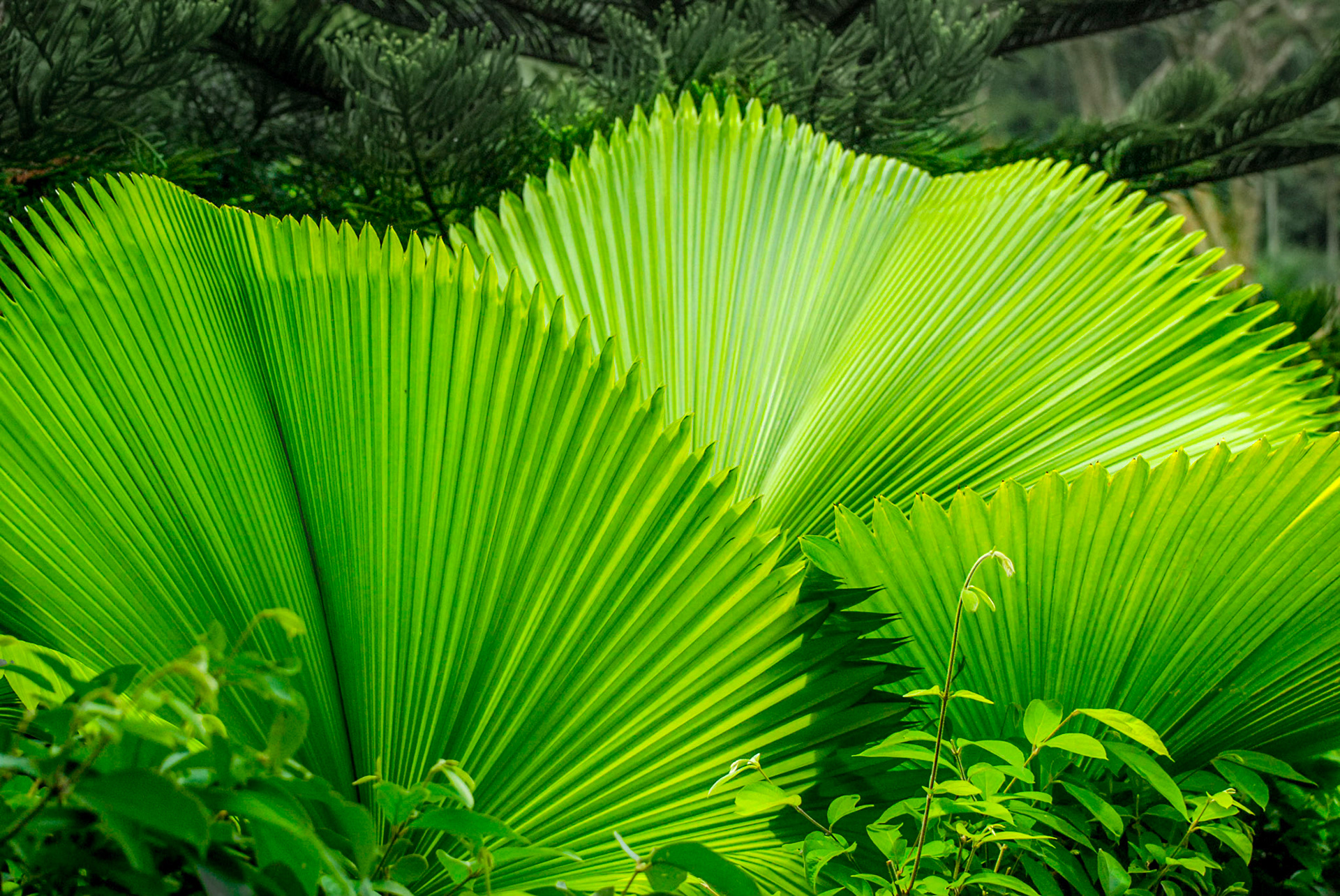 Ruffled Fan Palm Tree, Singapore Botanical Gardens