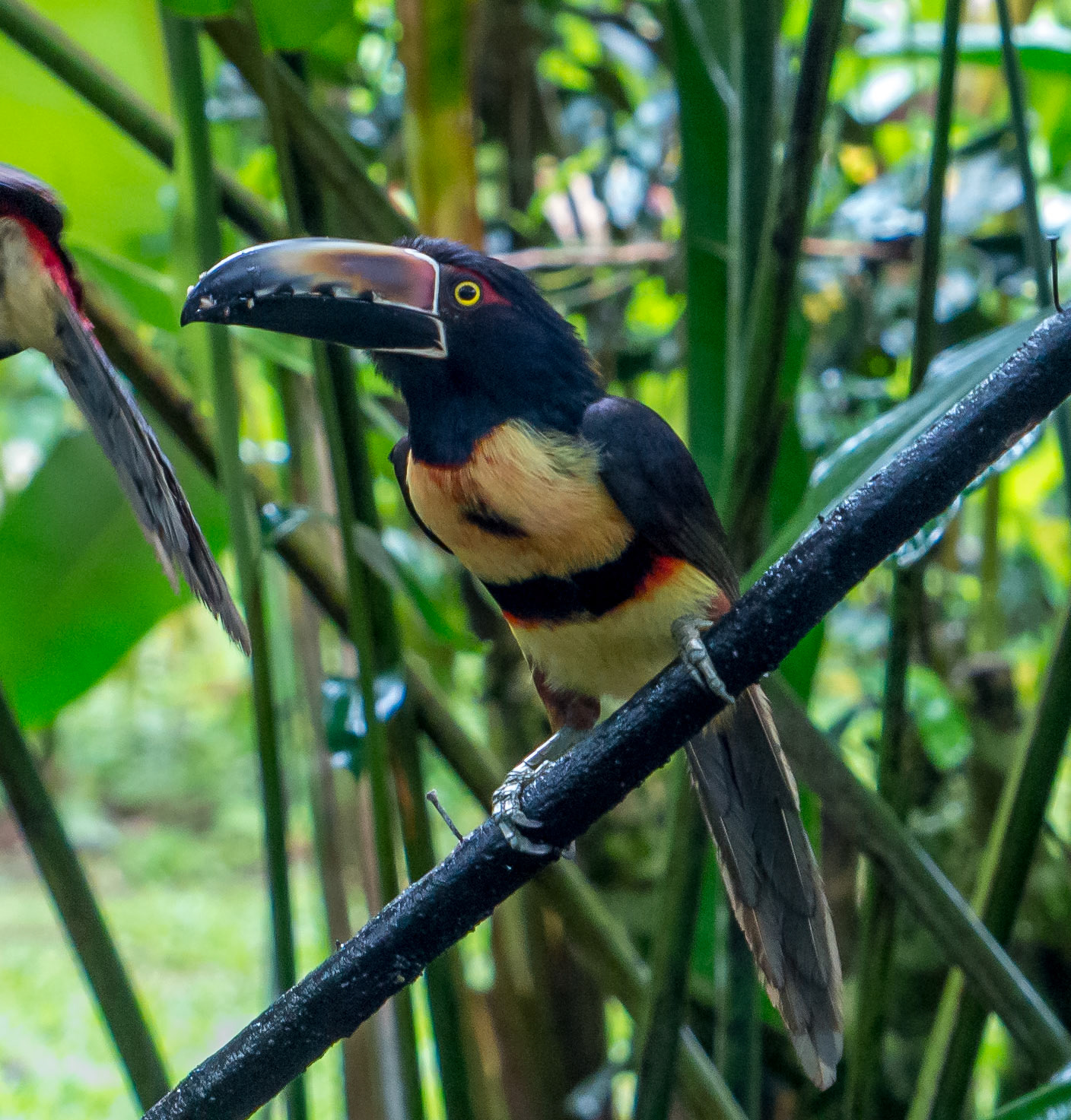 Banded Aracari