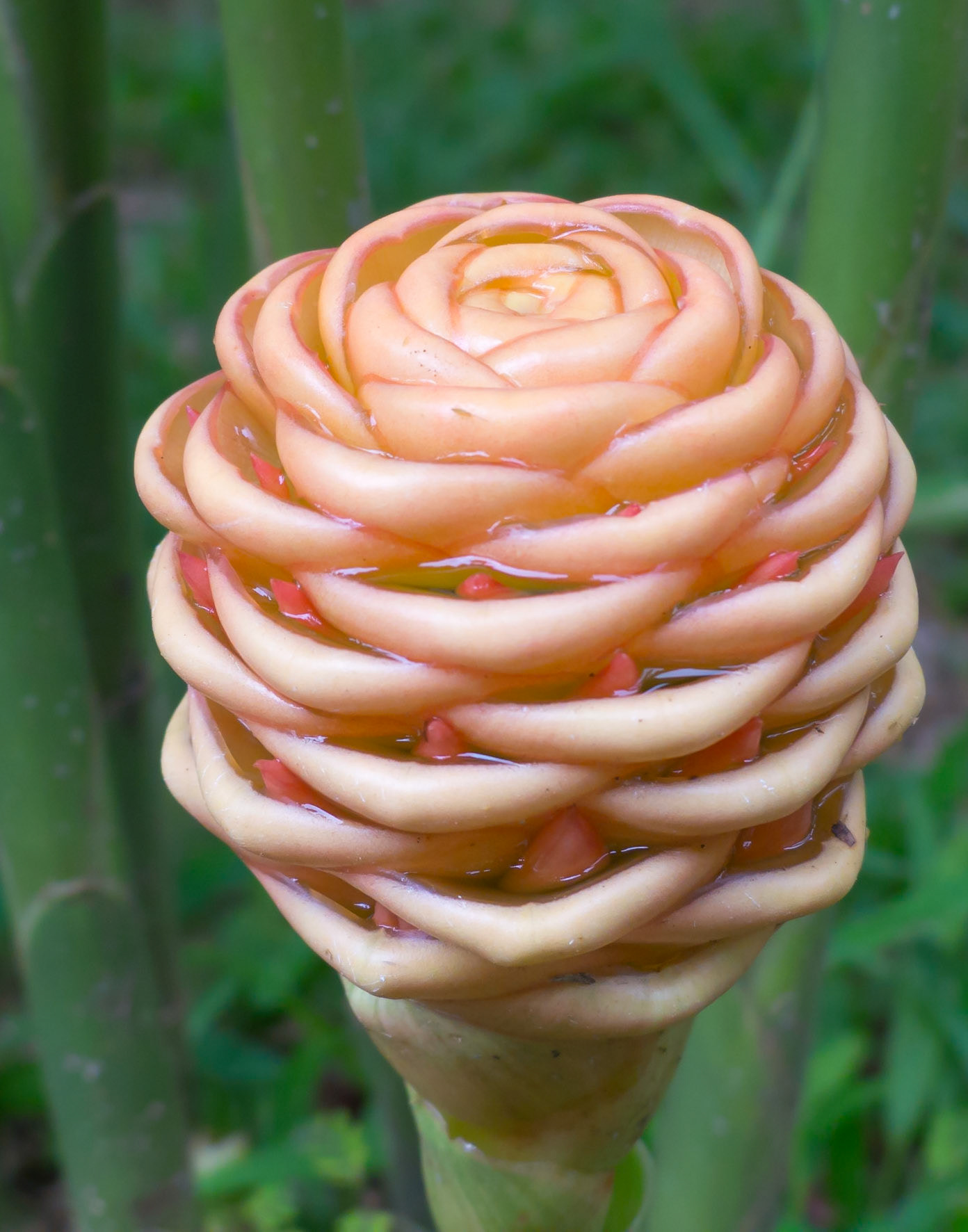 Beehive Ginger Flower