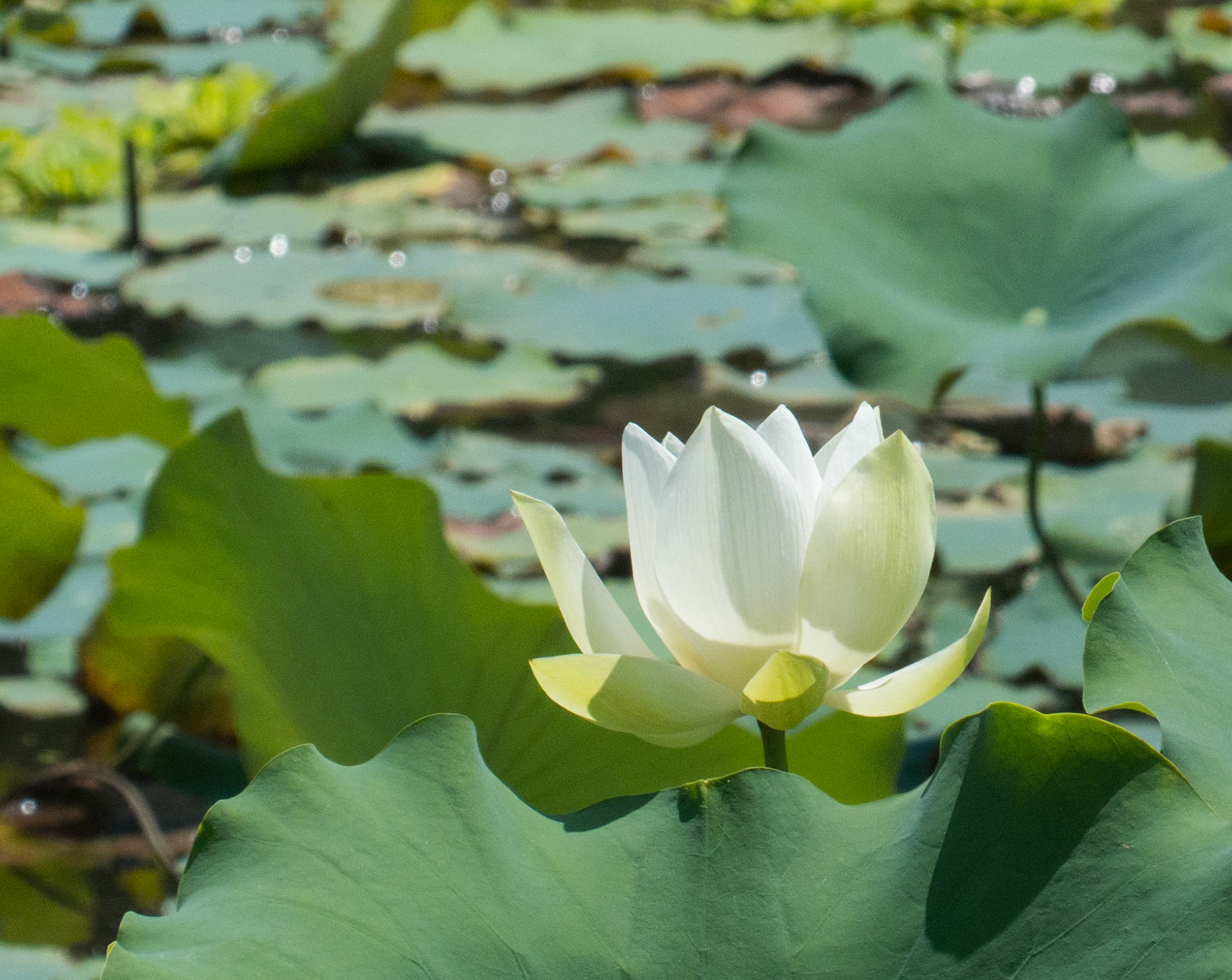 A Lotus Flower