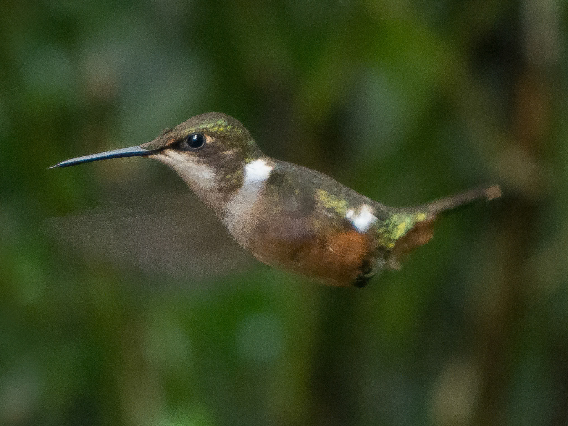 Magenta-Throated Woodstar