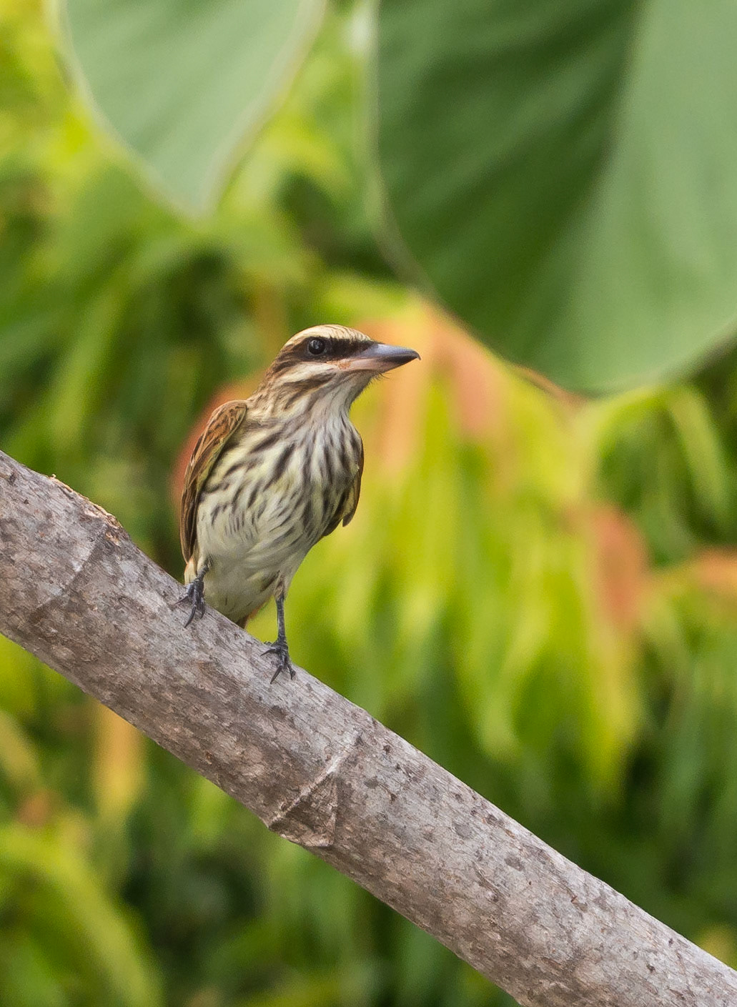 Streaked Flycatcher
