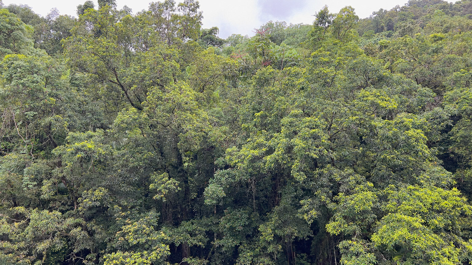Above the Rain Forest