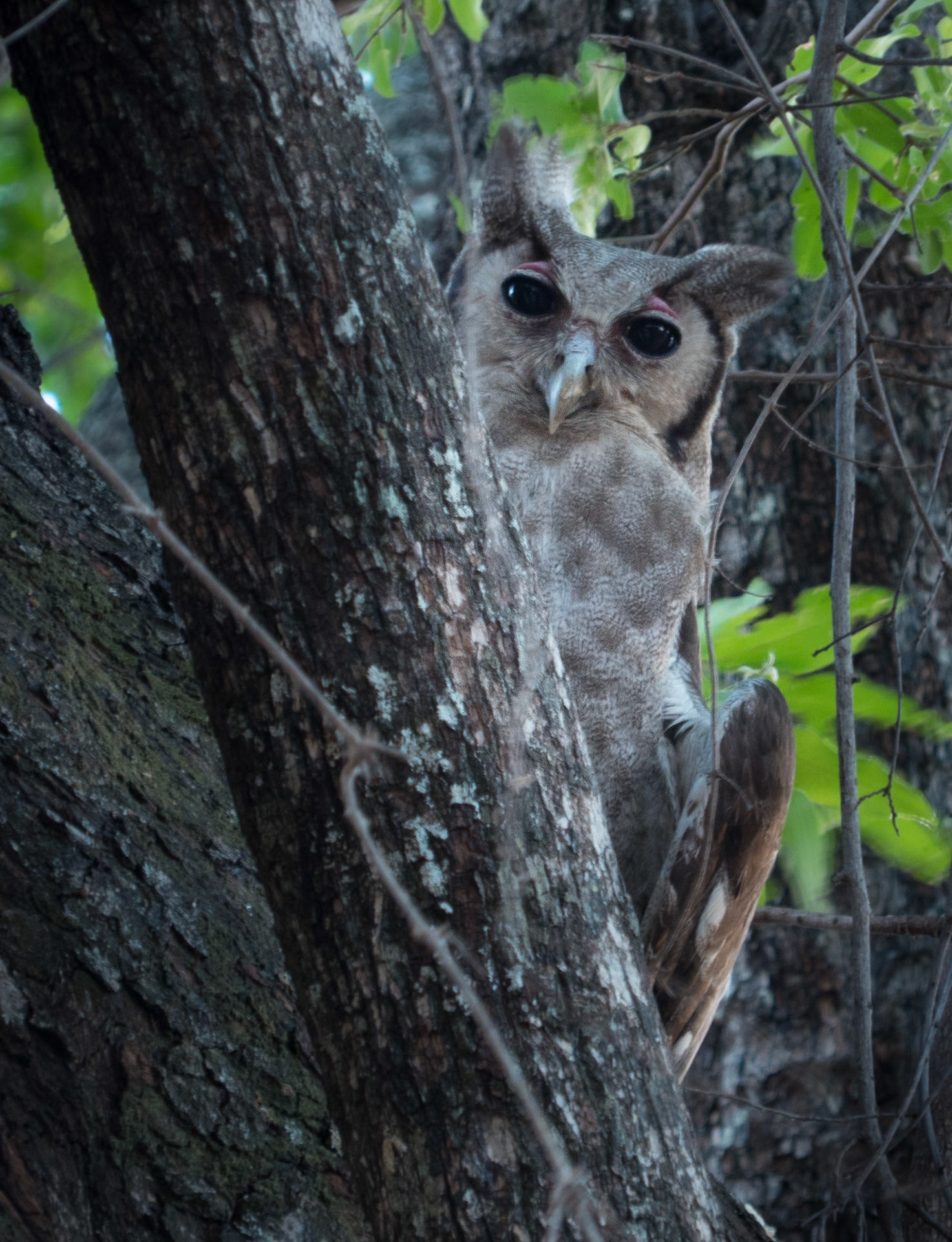 White Faced Owl