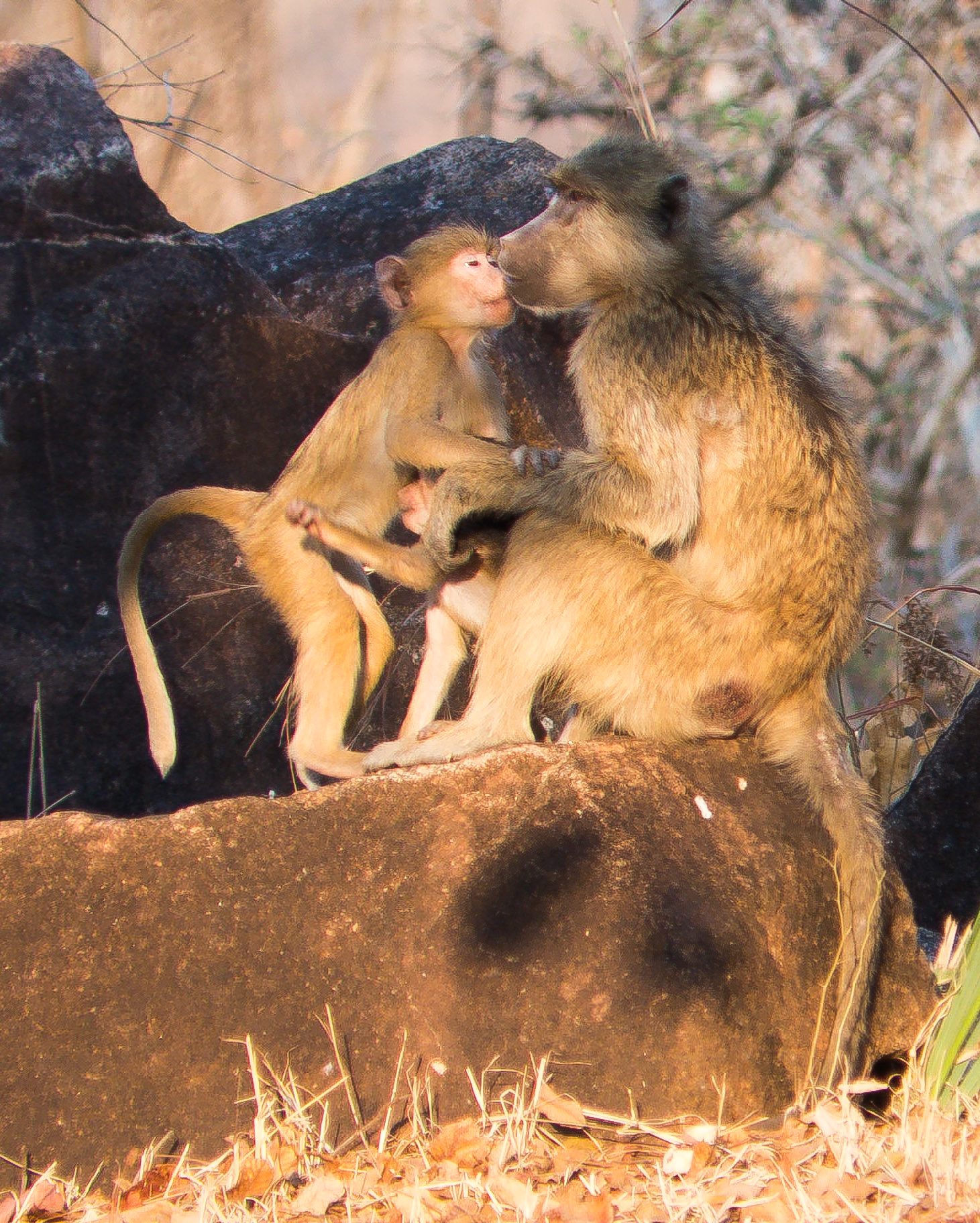 The Apple of his Mother's Eye