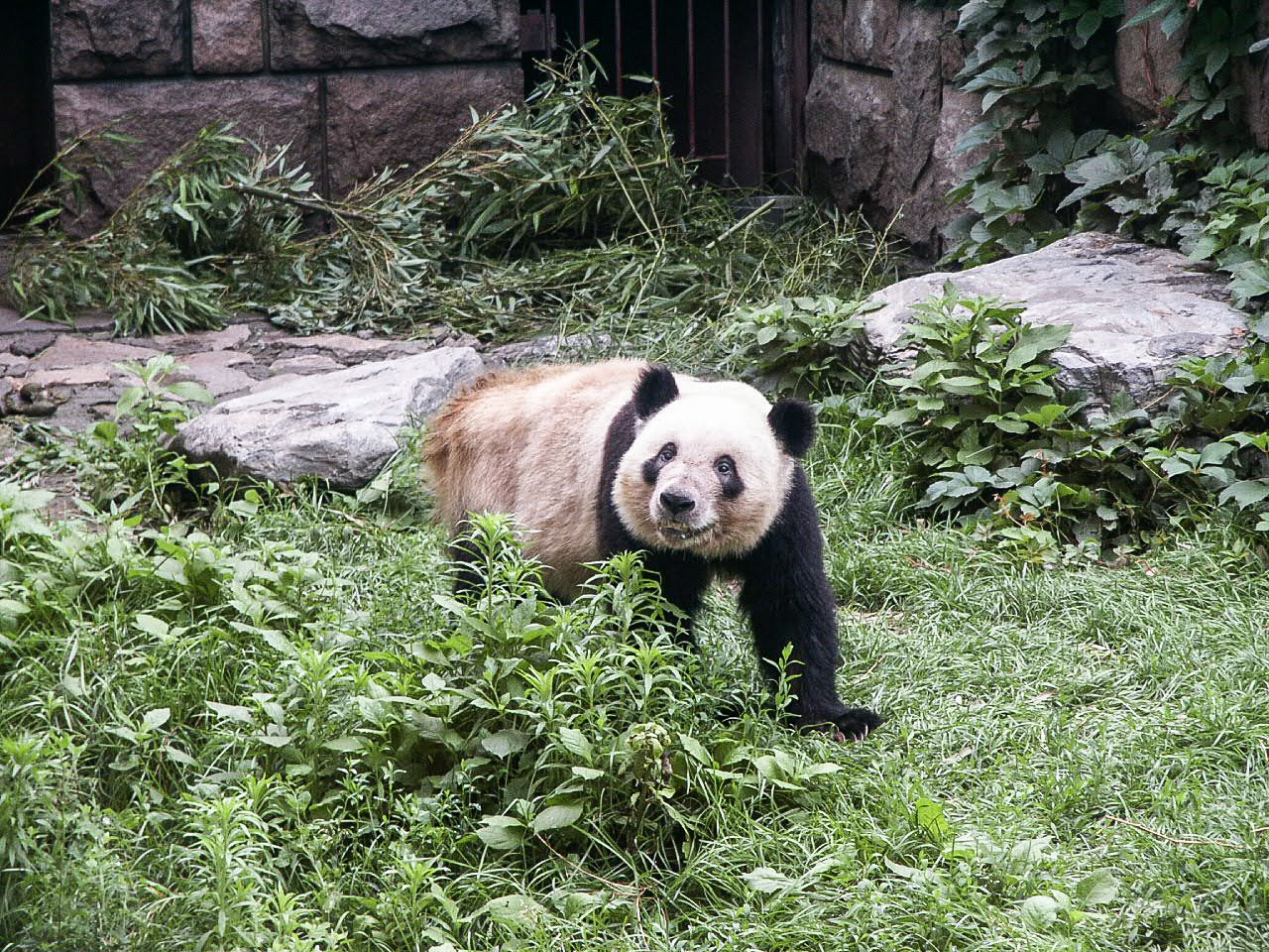 Beijing Zoo