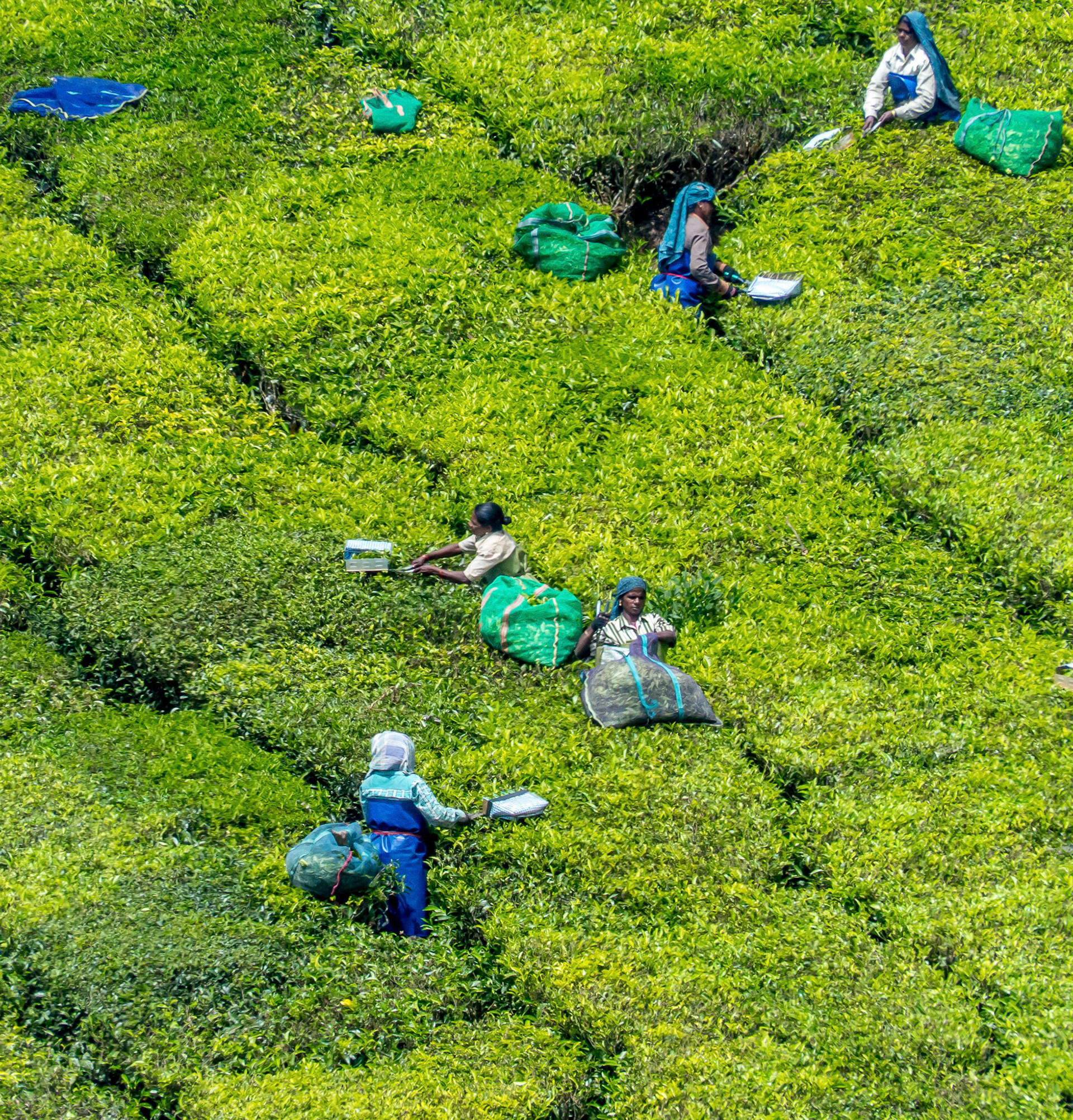 Tea Pickers - Munnar