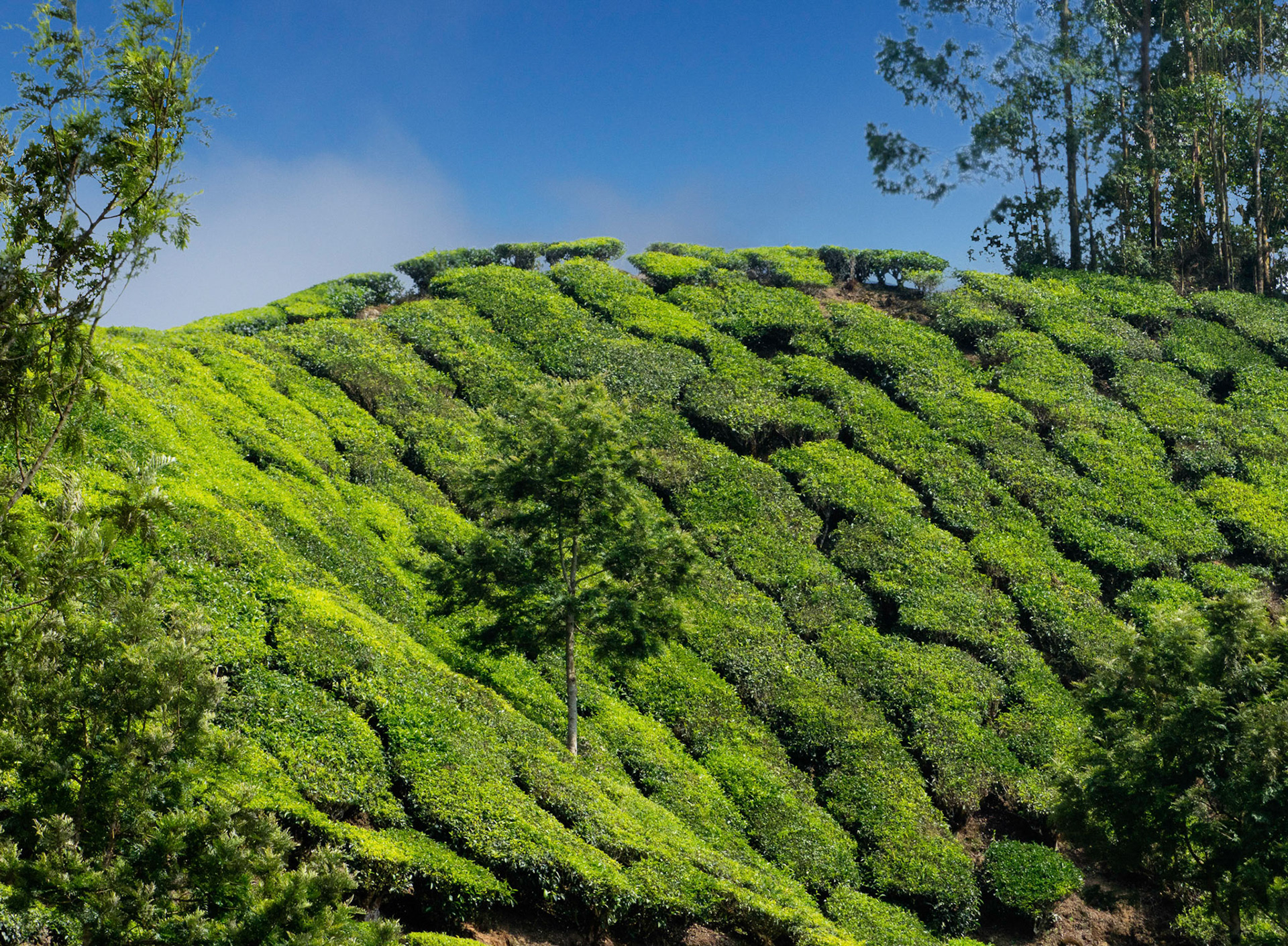 Tea Bushes in Munnar