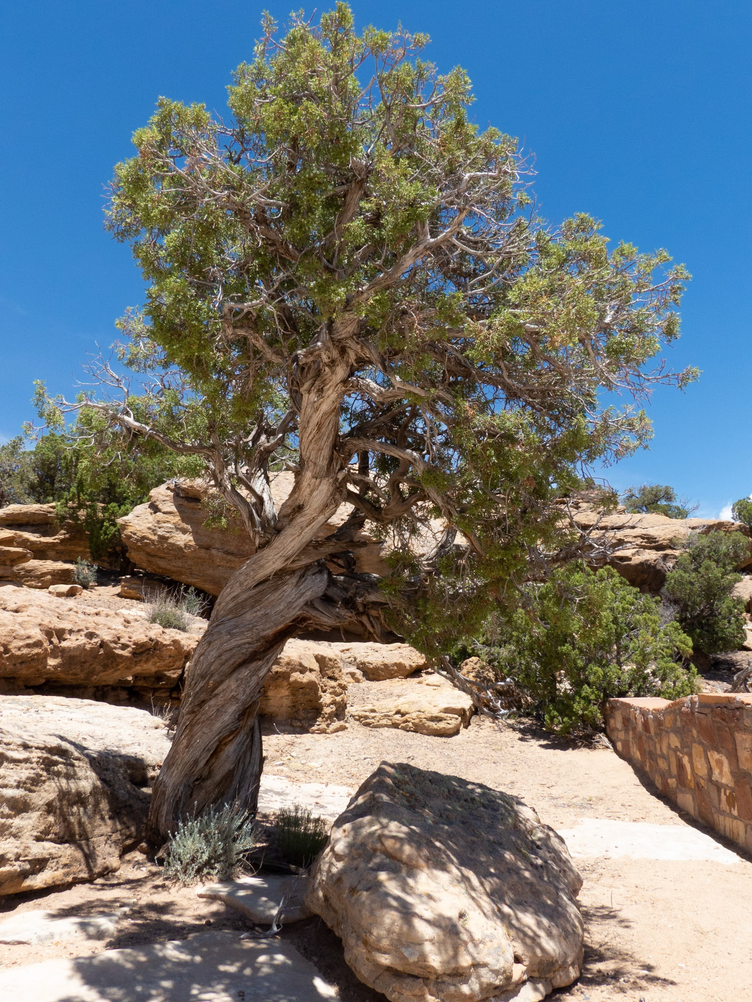 Juniper Pine