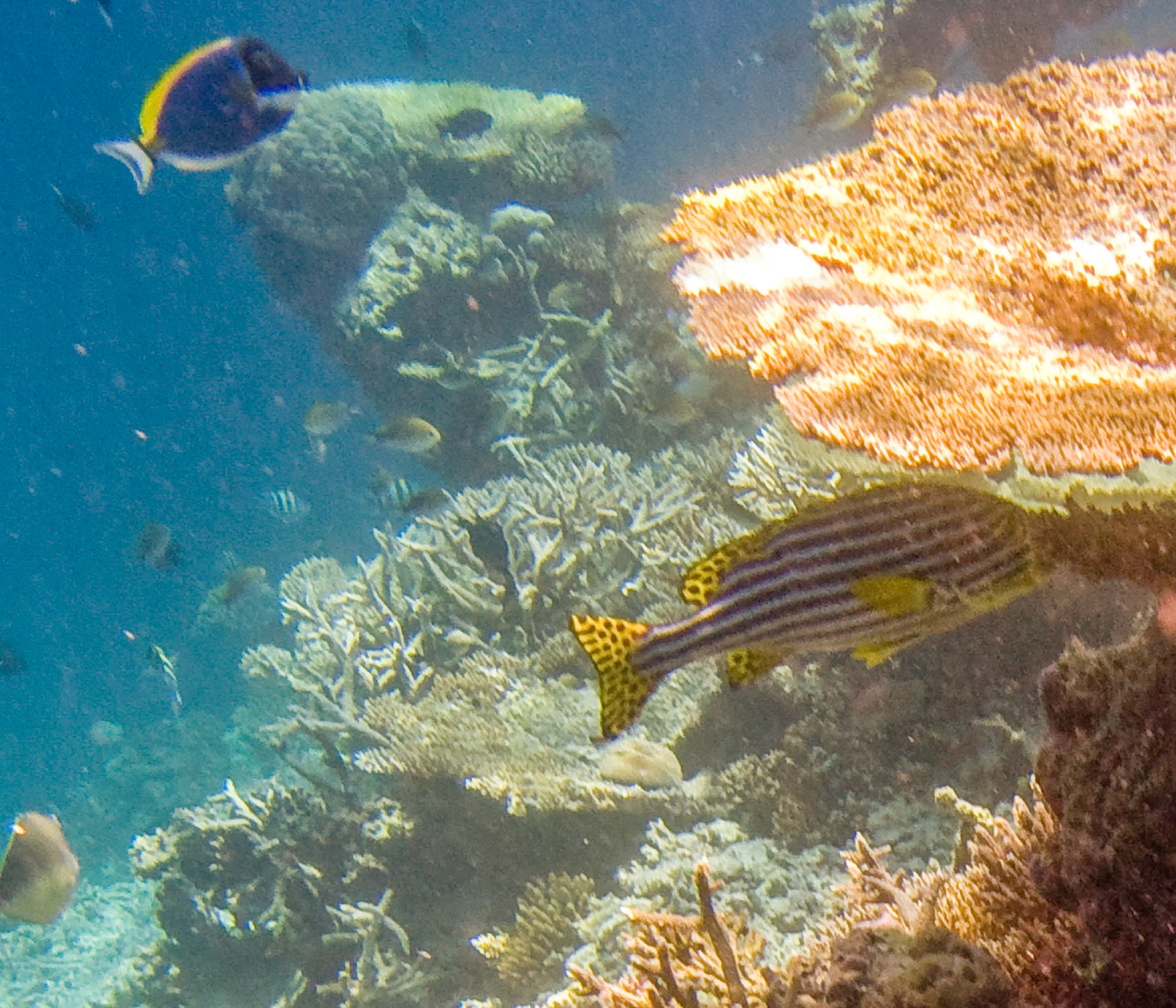 Sweetlips