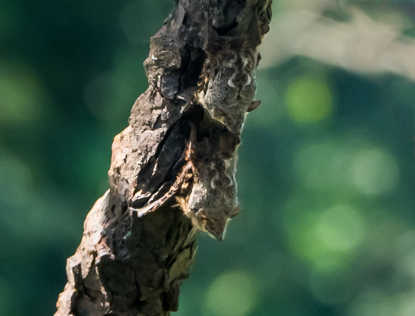 Roosting Proboscis Bats