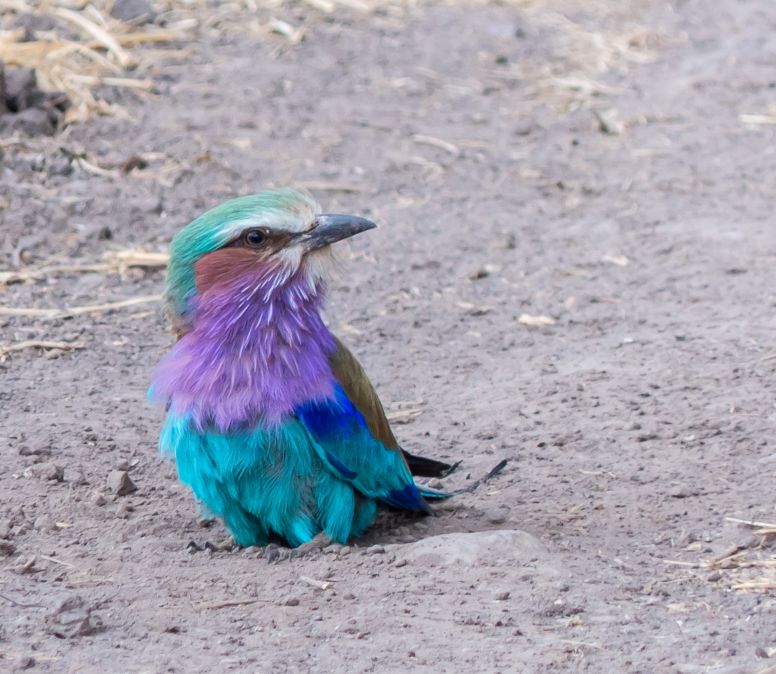 Lilac Breasted Roller