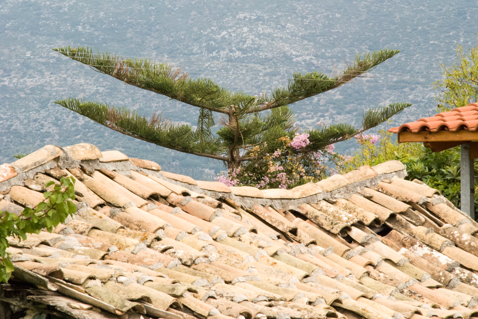 Kefalonia - Norfolk Pine