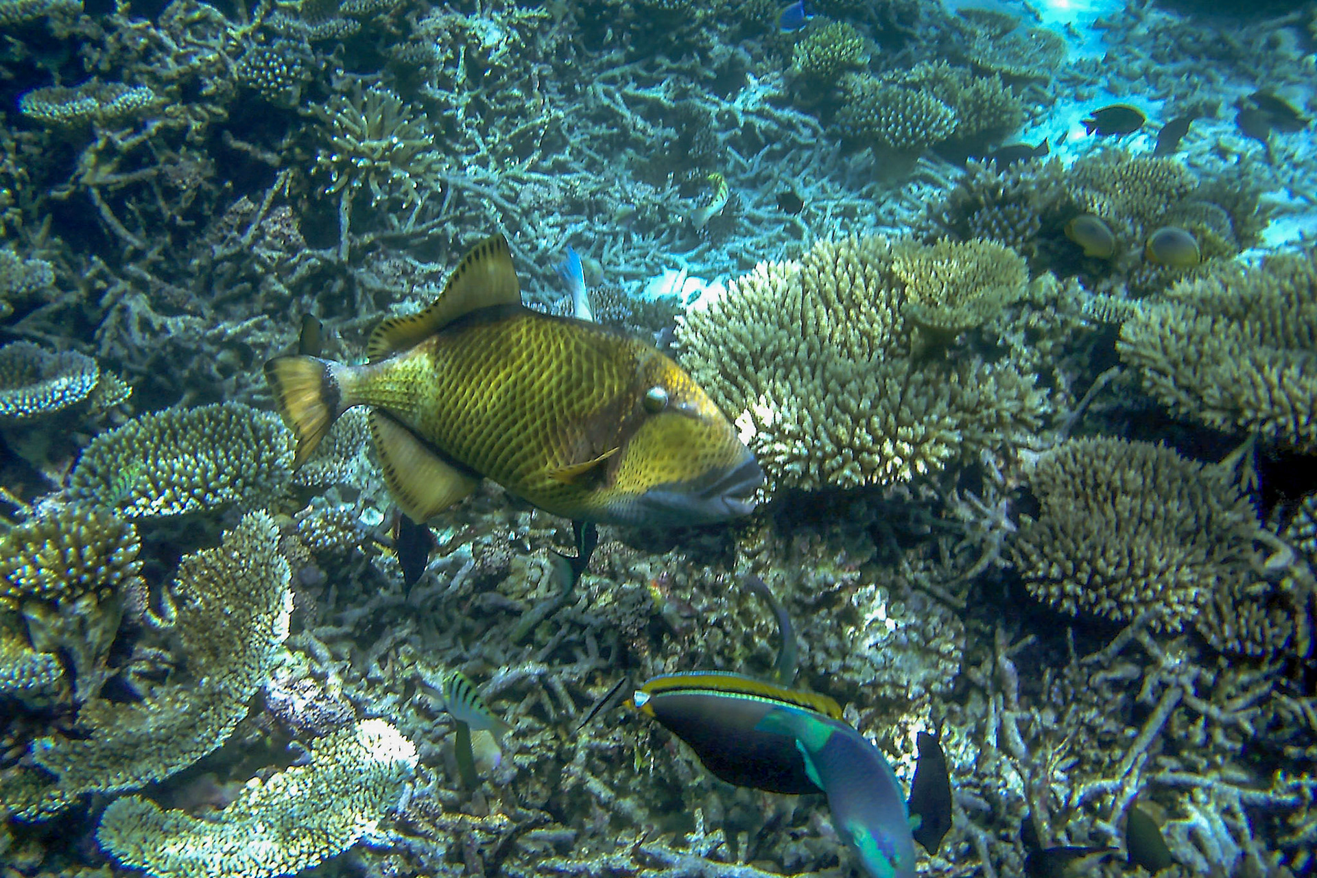 Titan Trigger Fish