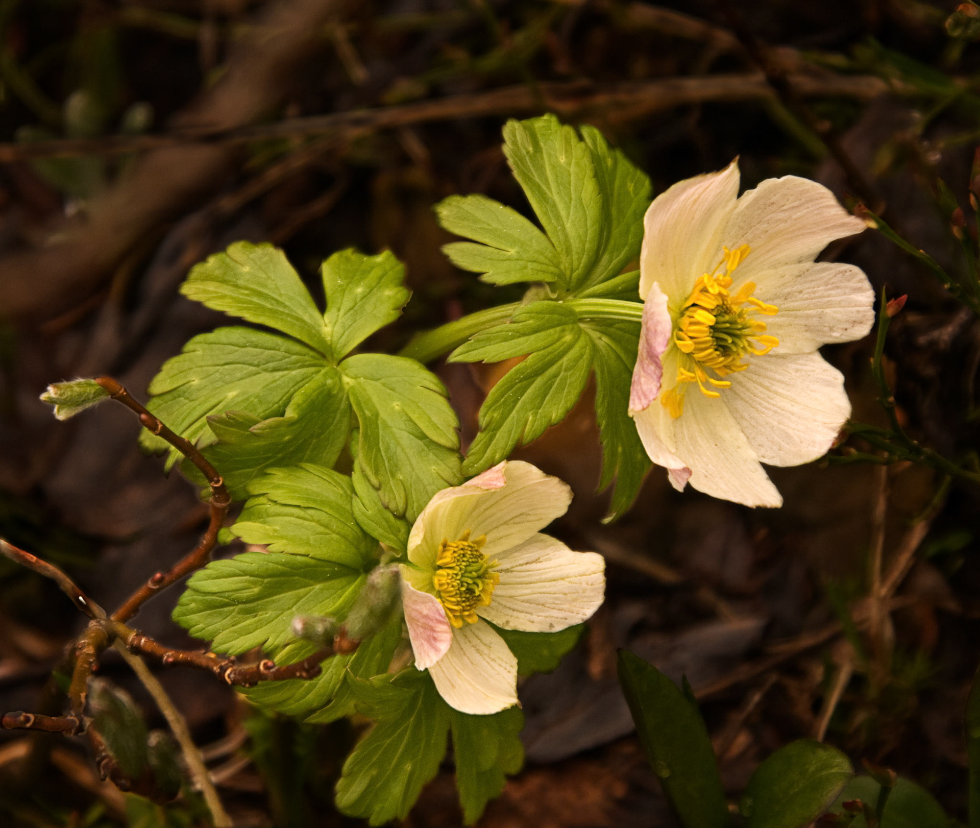 Wood Anemone