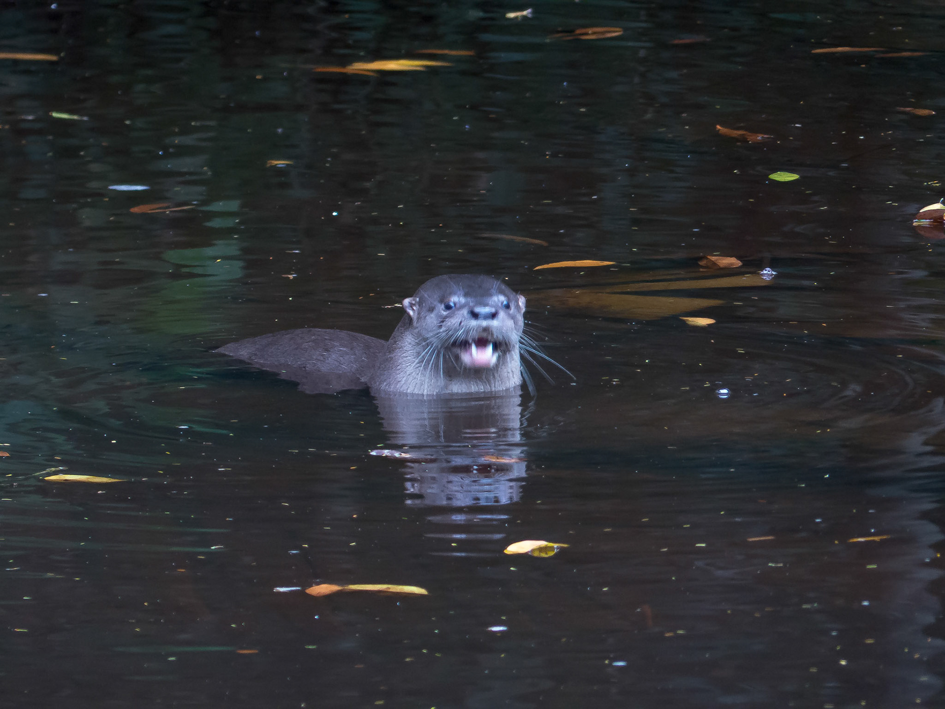 River Otter