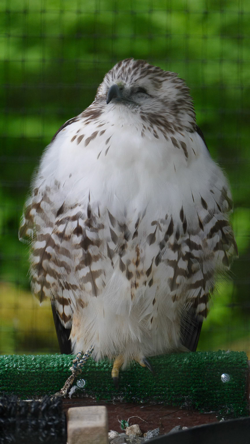 Snowy Owl