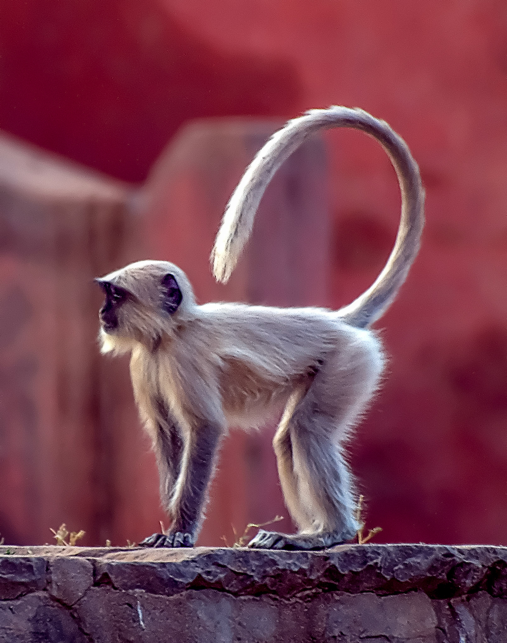 Black Faced Long Tailed Langur Monkey - Ranthambore