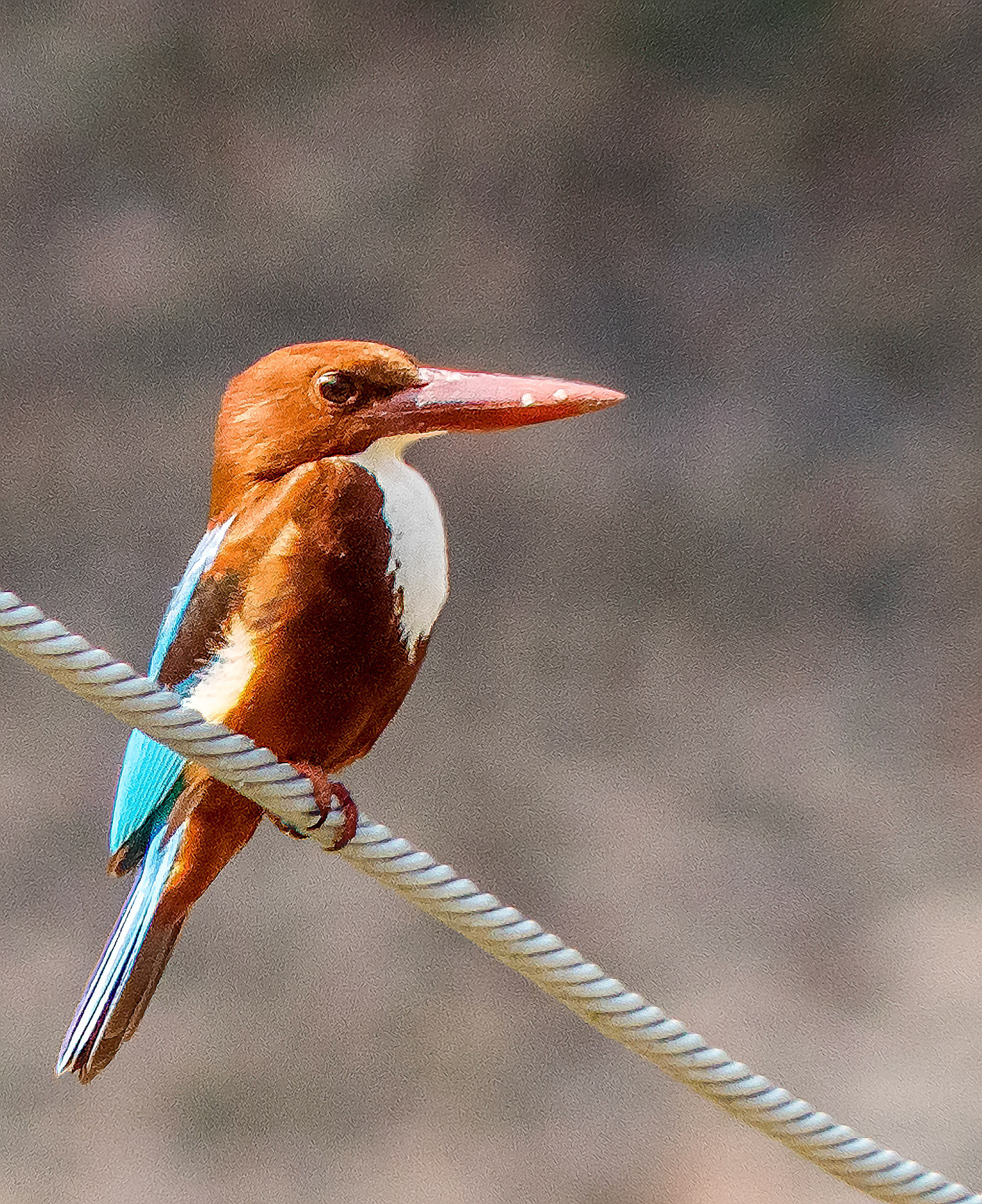 White Throated Kingfisher on a wire