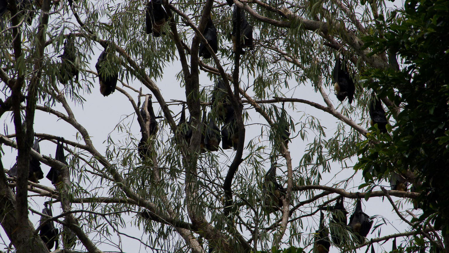 Fruit Bats
