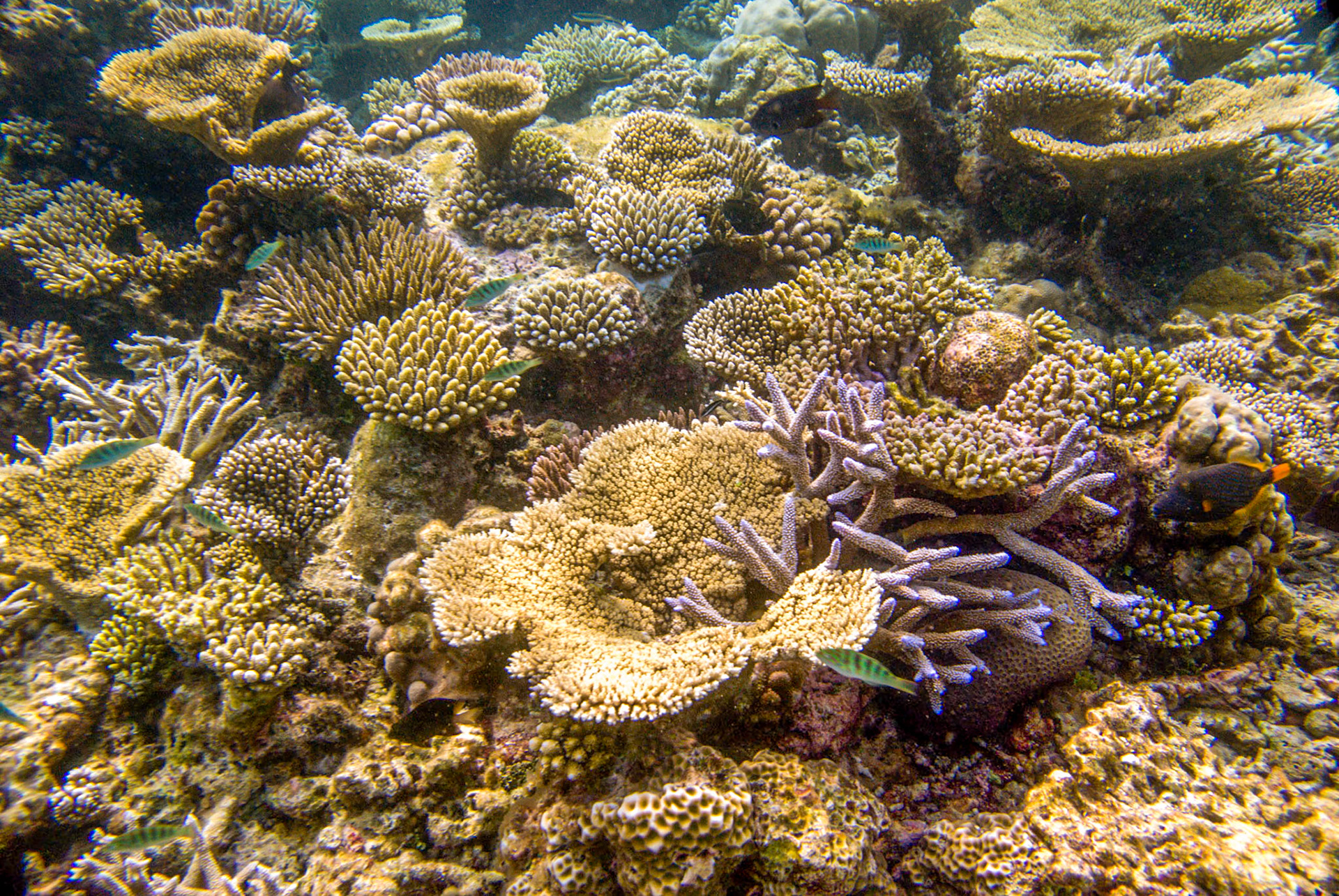 Coral Reef