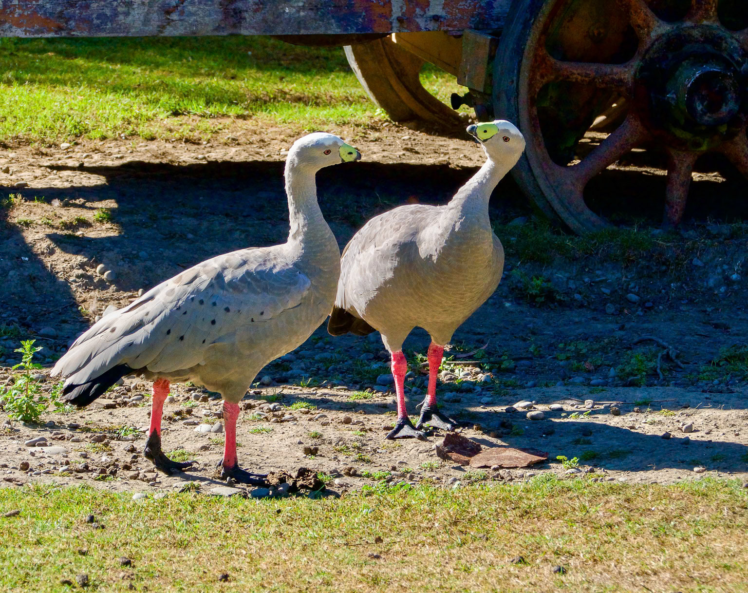 Cape Barren Geese