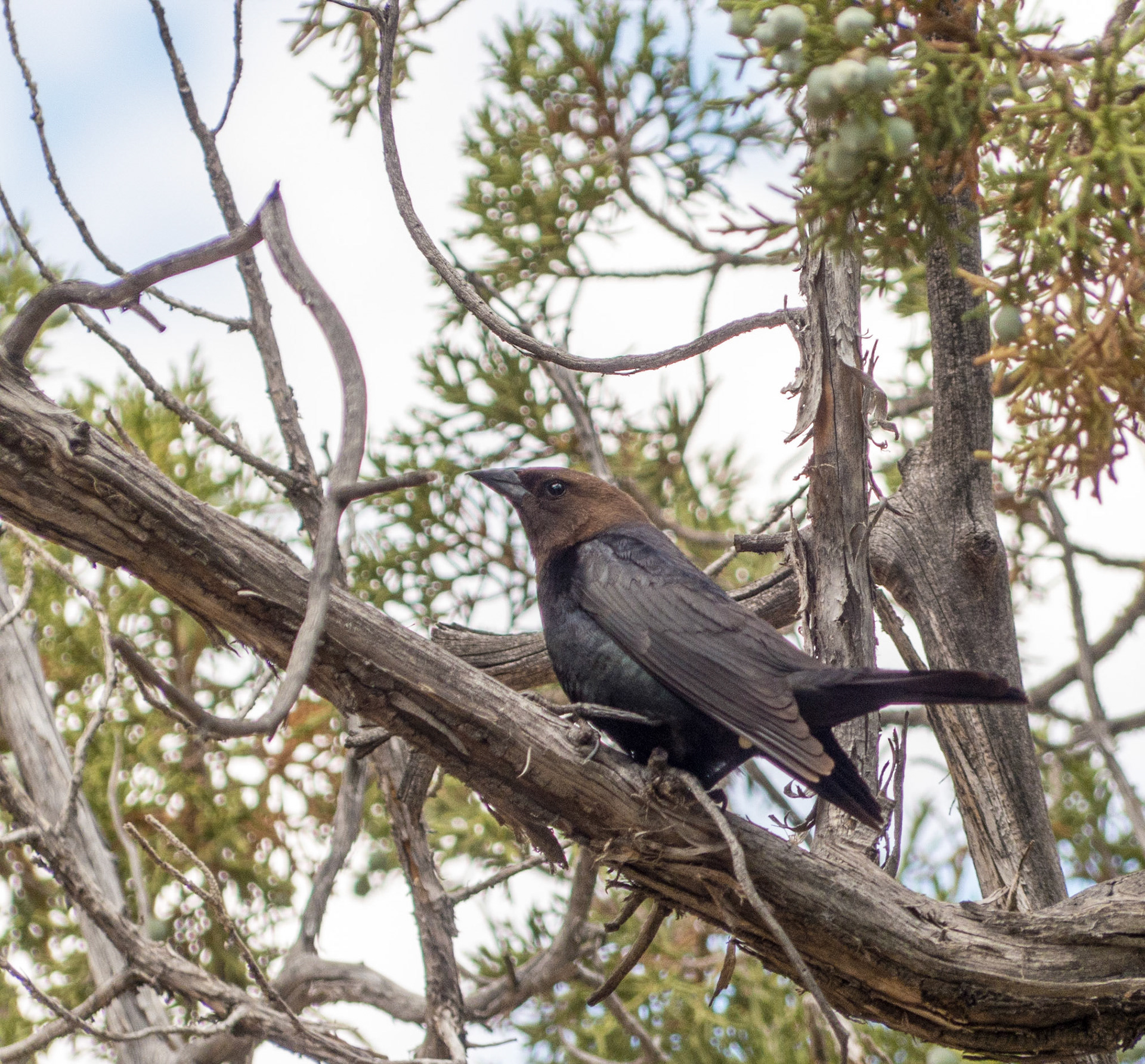 Brown Headed Cow Bird