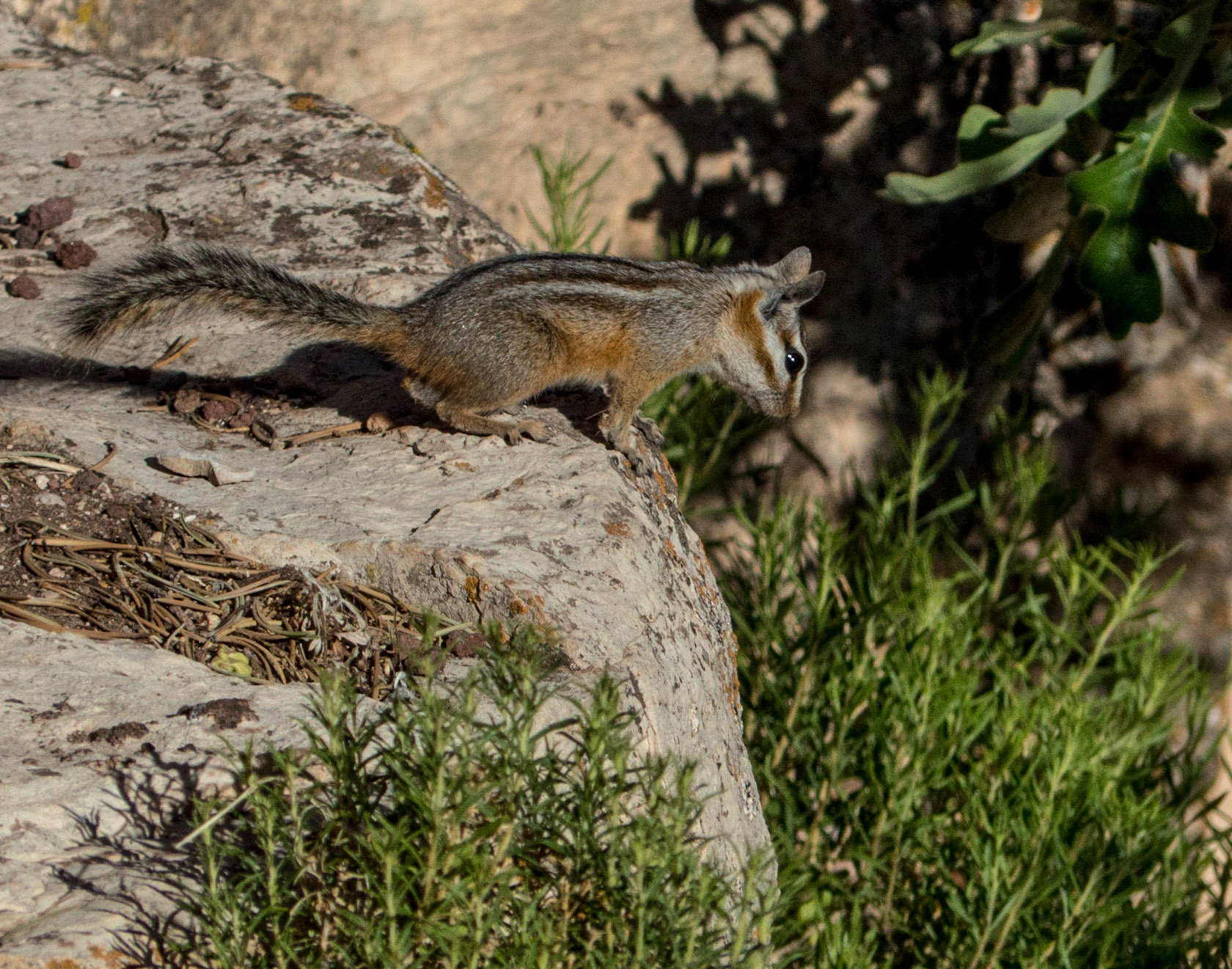 Looking into the Grand Canyon