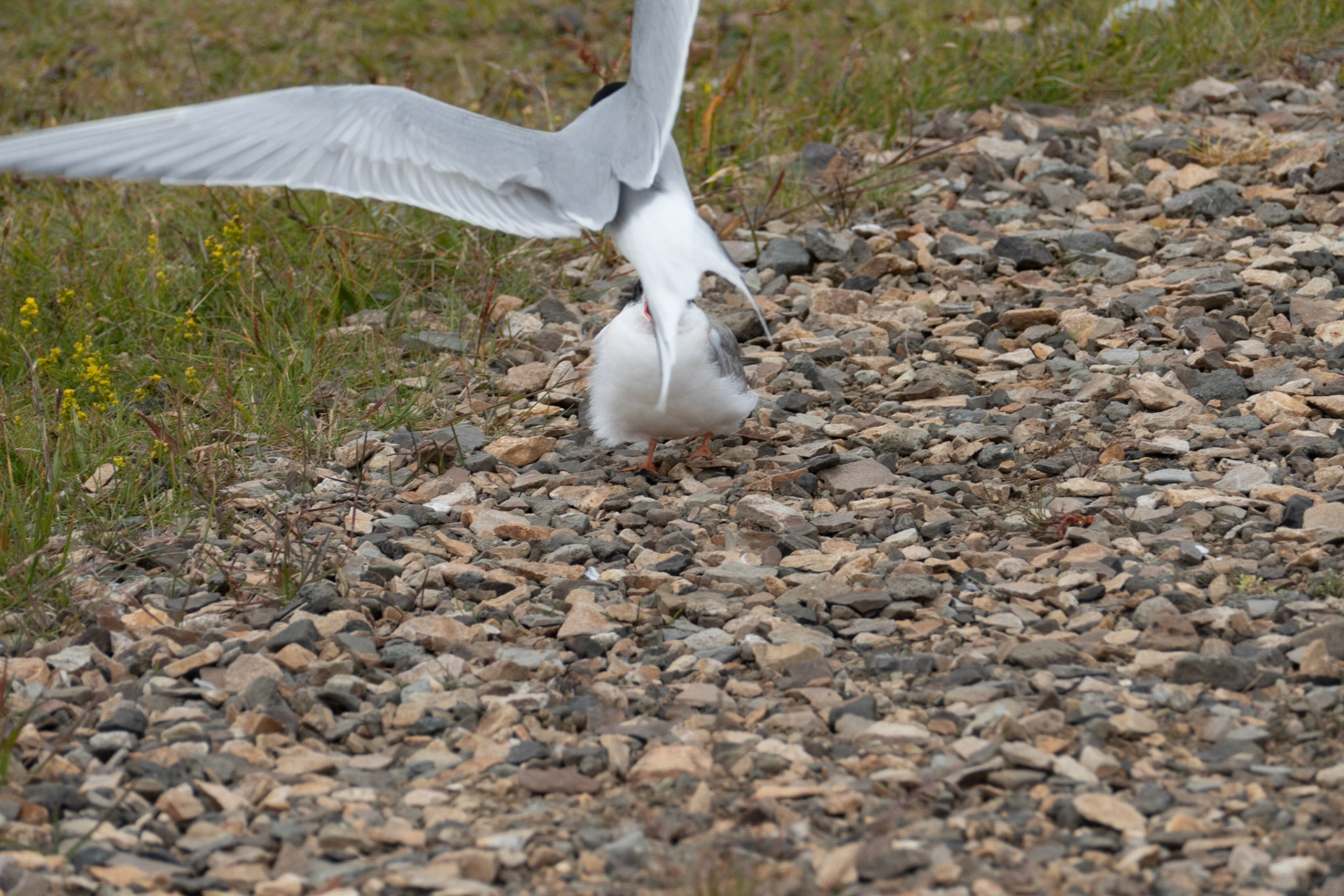 Arctic Tern protecting her chick