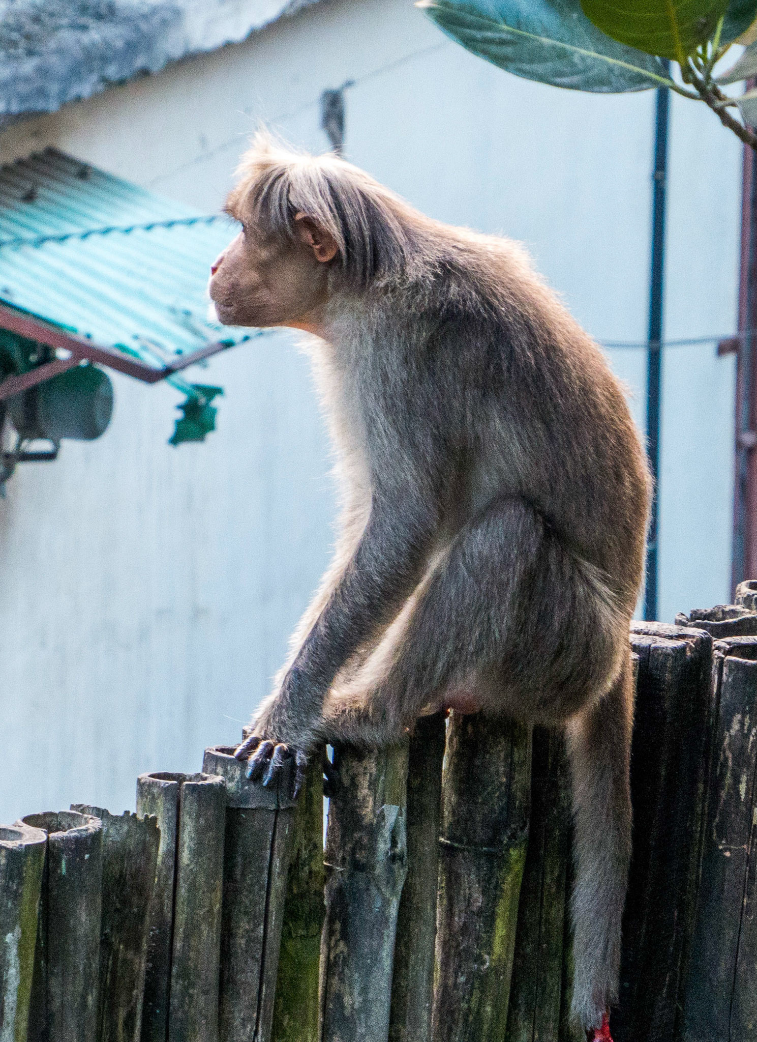 Probably the most common monkey in India, especially along the roadside and in towns (in this case in Kumily, at our B&B).