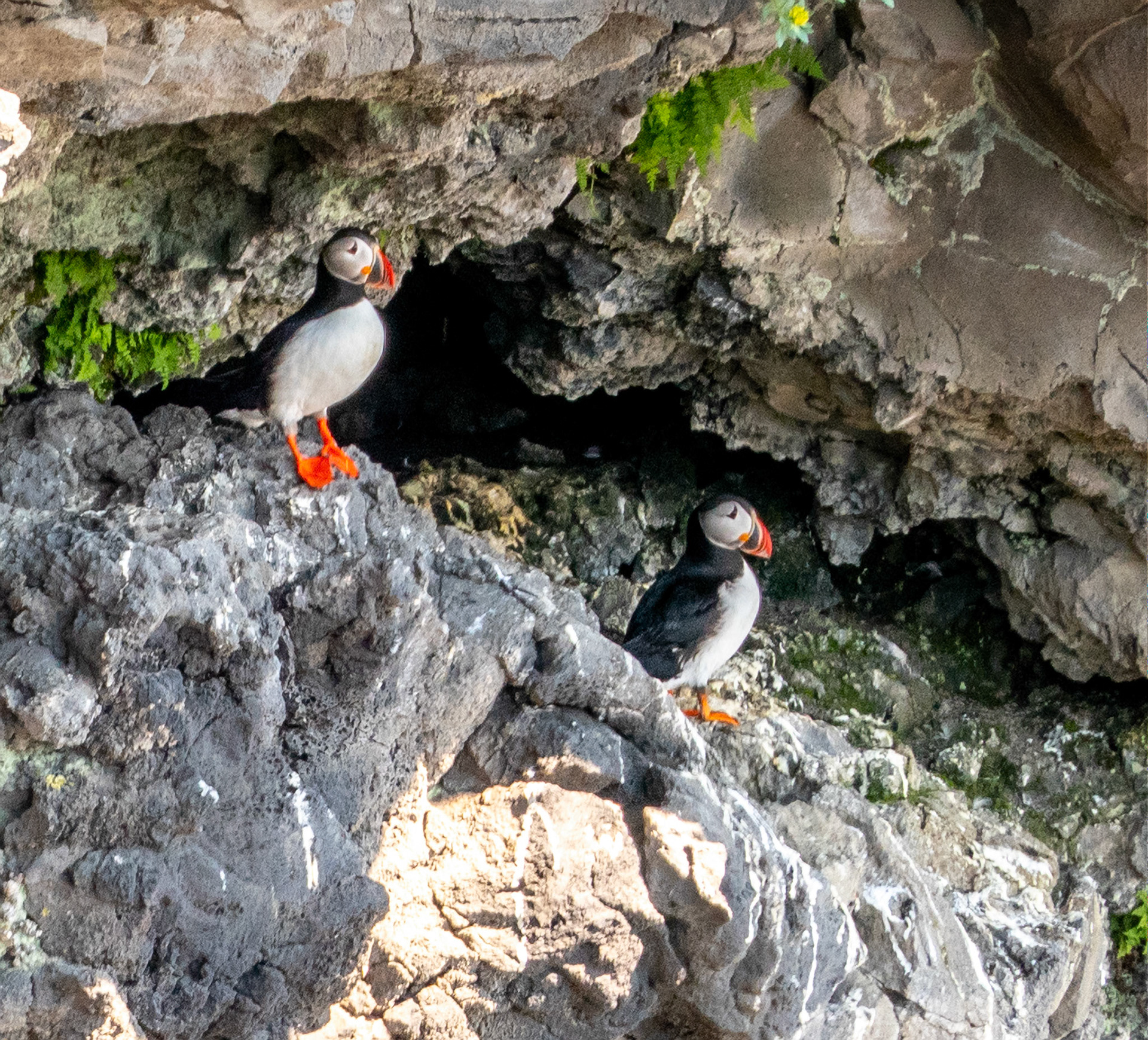 Puffins at Vik