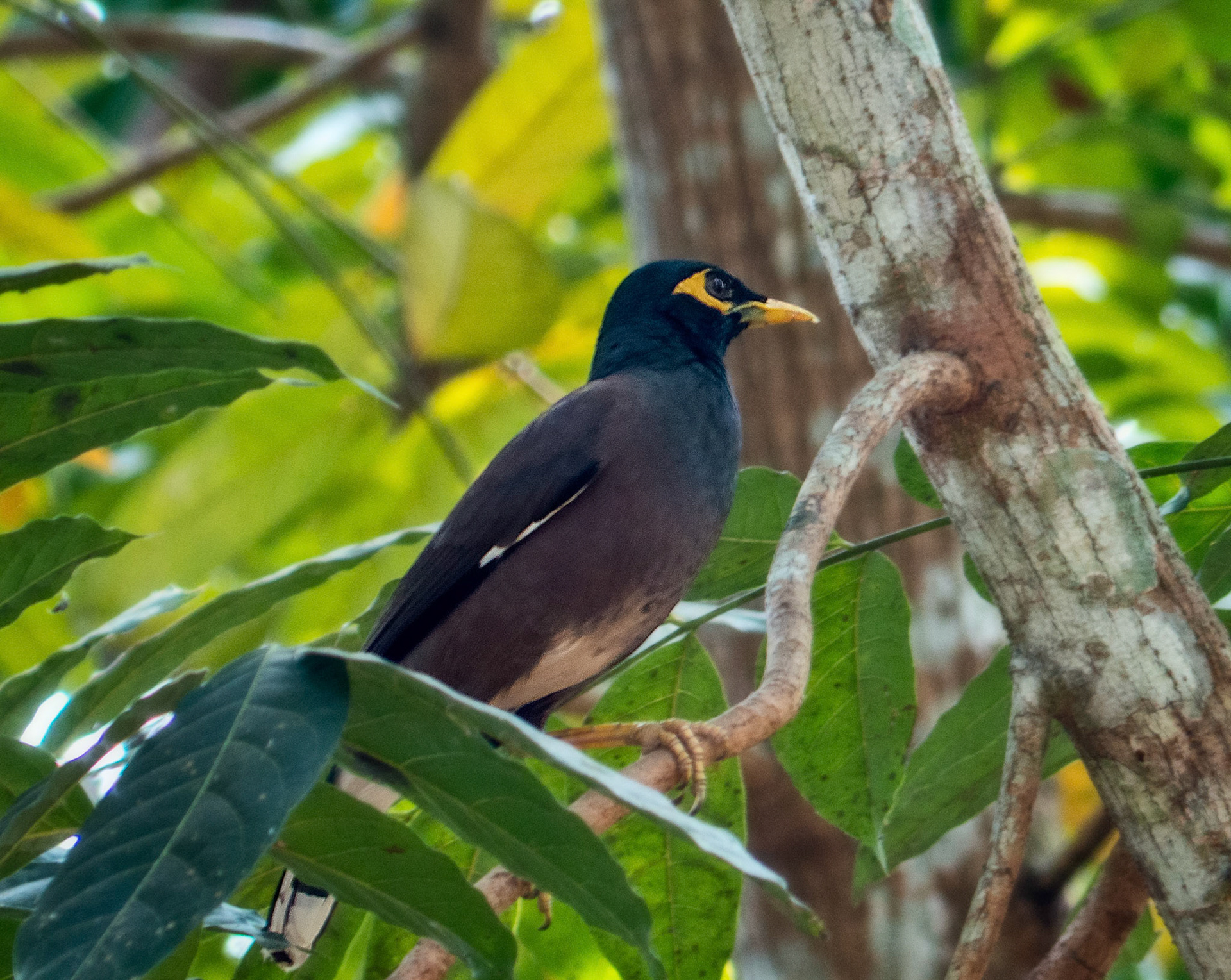 Hill Mynah Bird