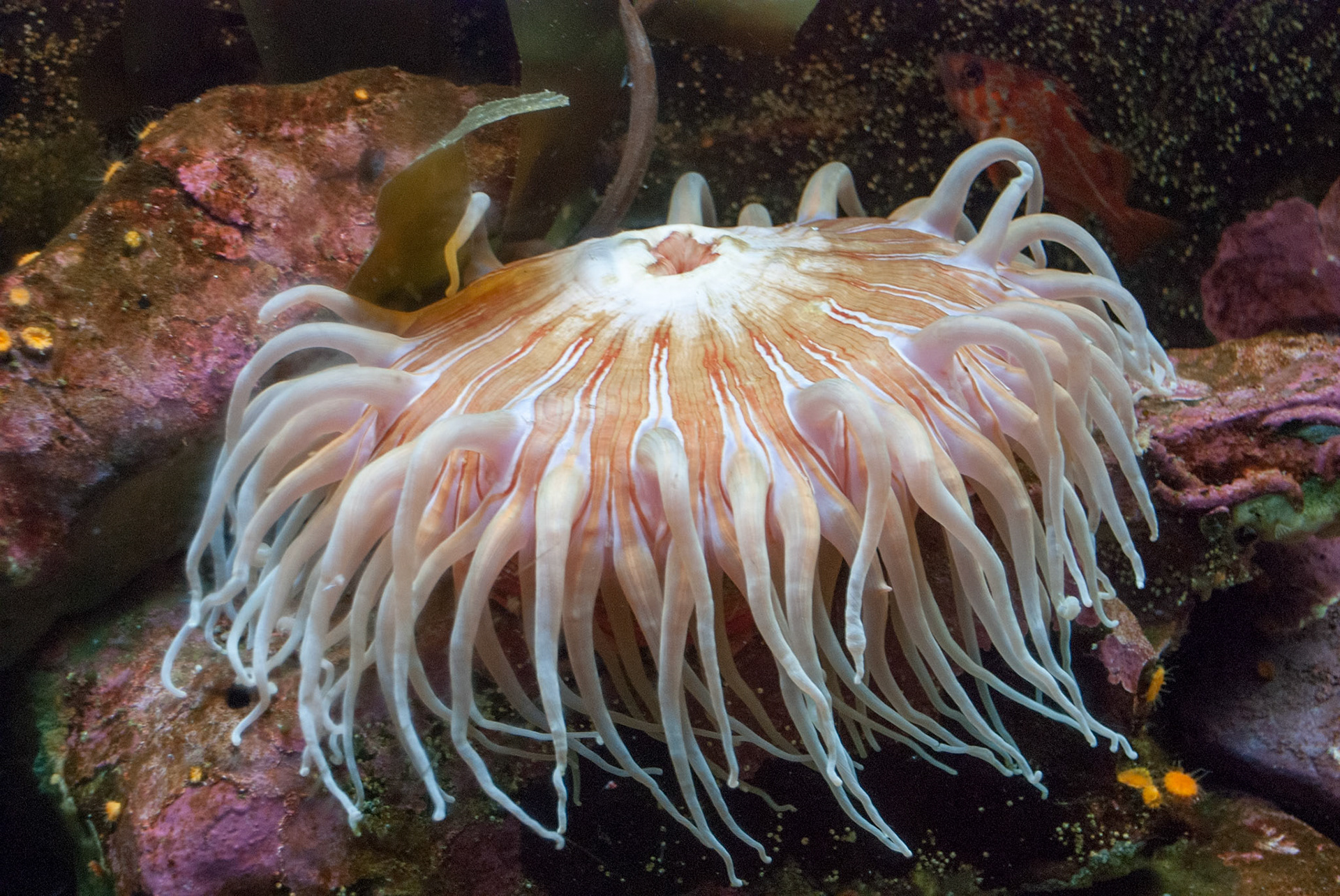 Fish Eating Anenome