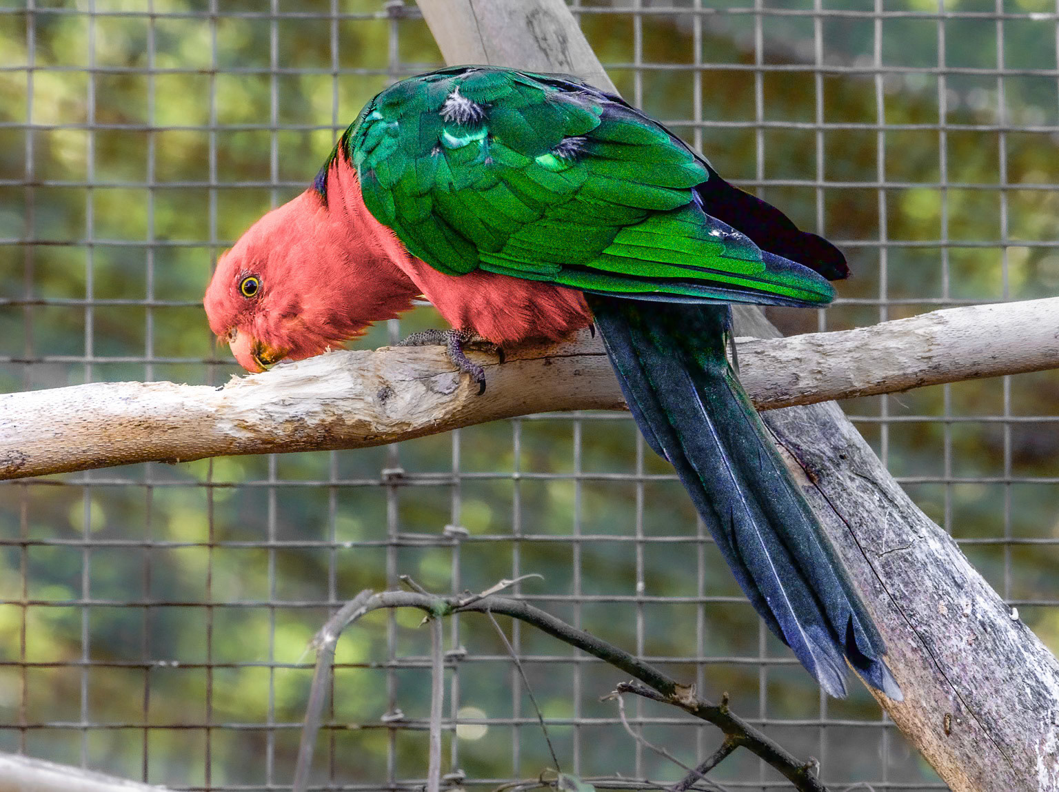 Australian King Parrot