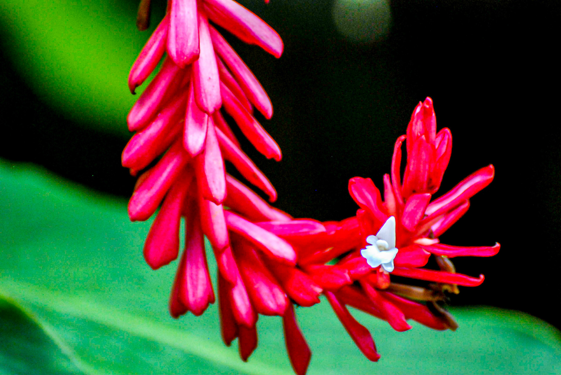 Red Ginger, Singapore Botanical Gardens