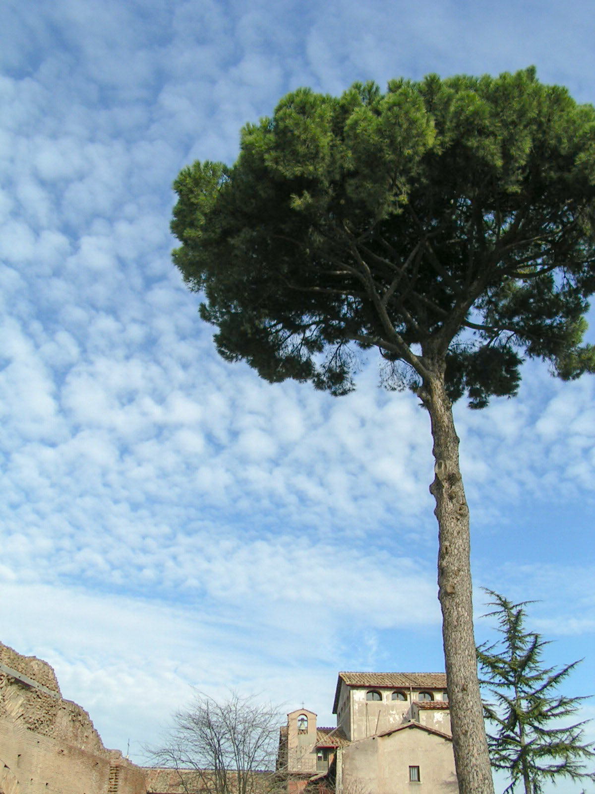Stone Pine - Palatine Hill