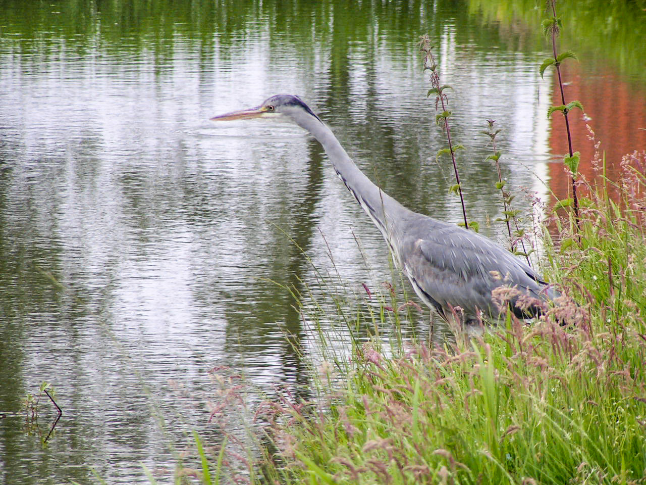 Heron